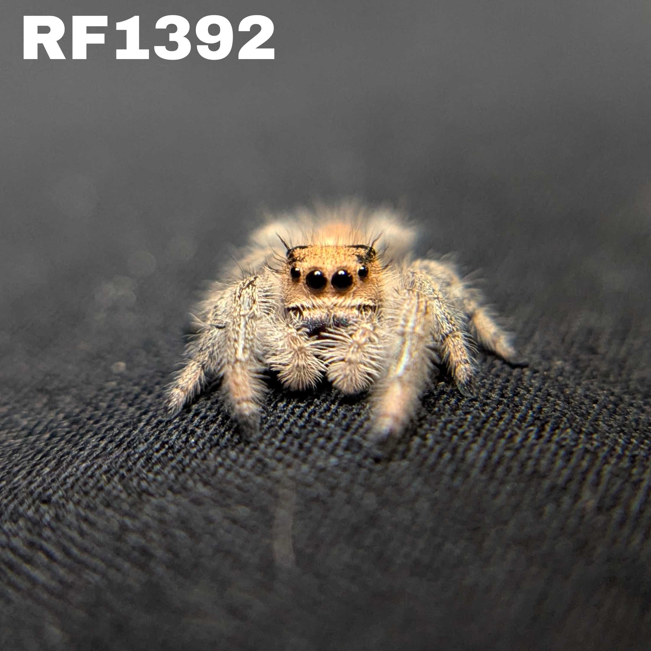 Regal Jumping Spider “Shortcake”