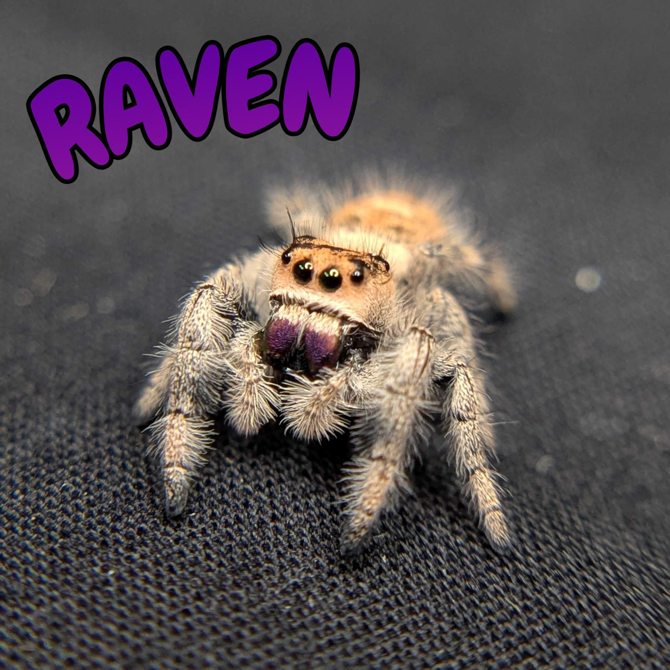 Regal Jumping Spider "Raven"