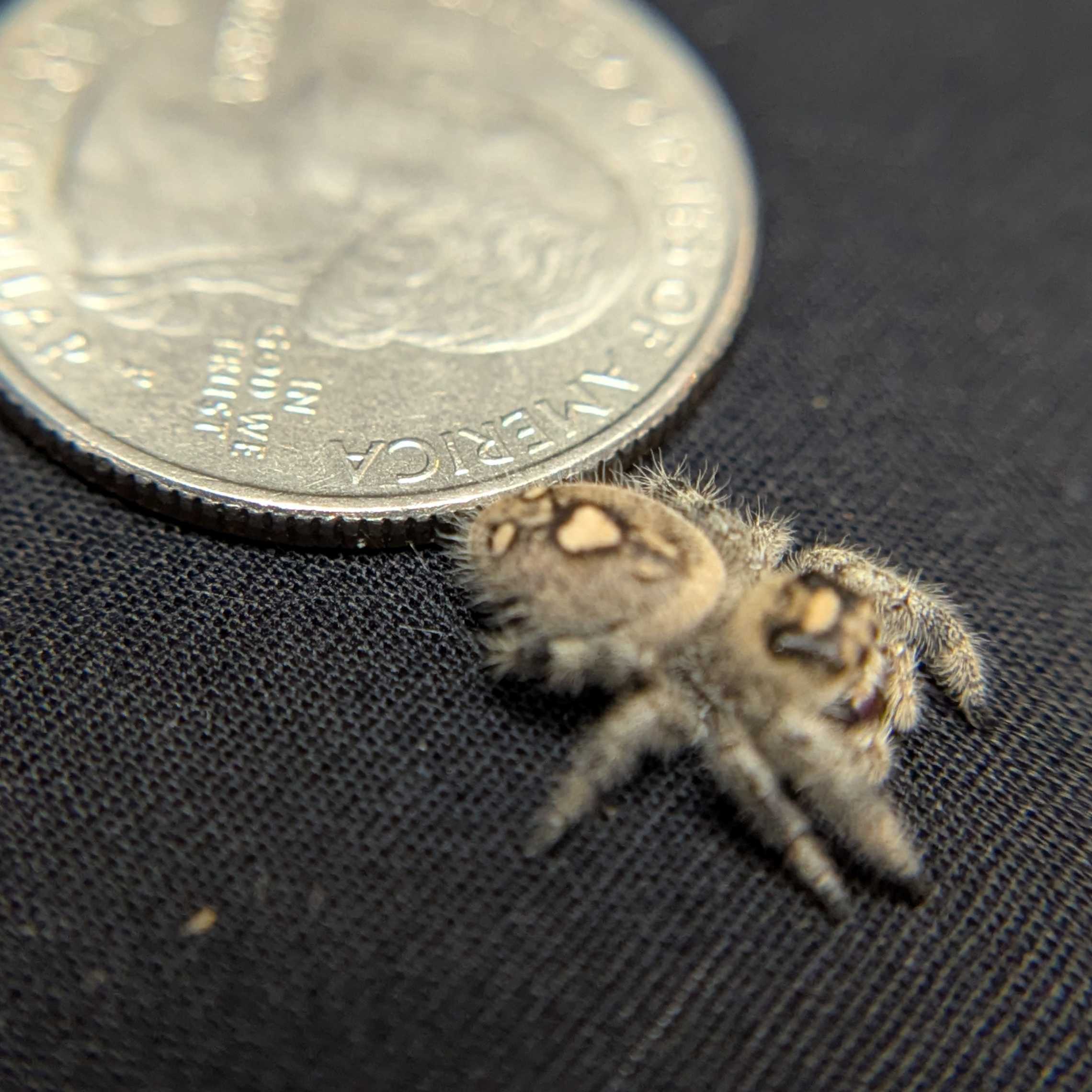 Regal Jumping Spider "Celaena"