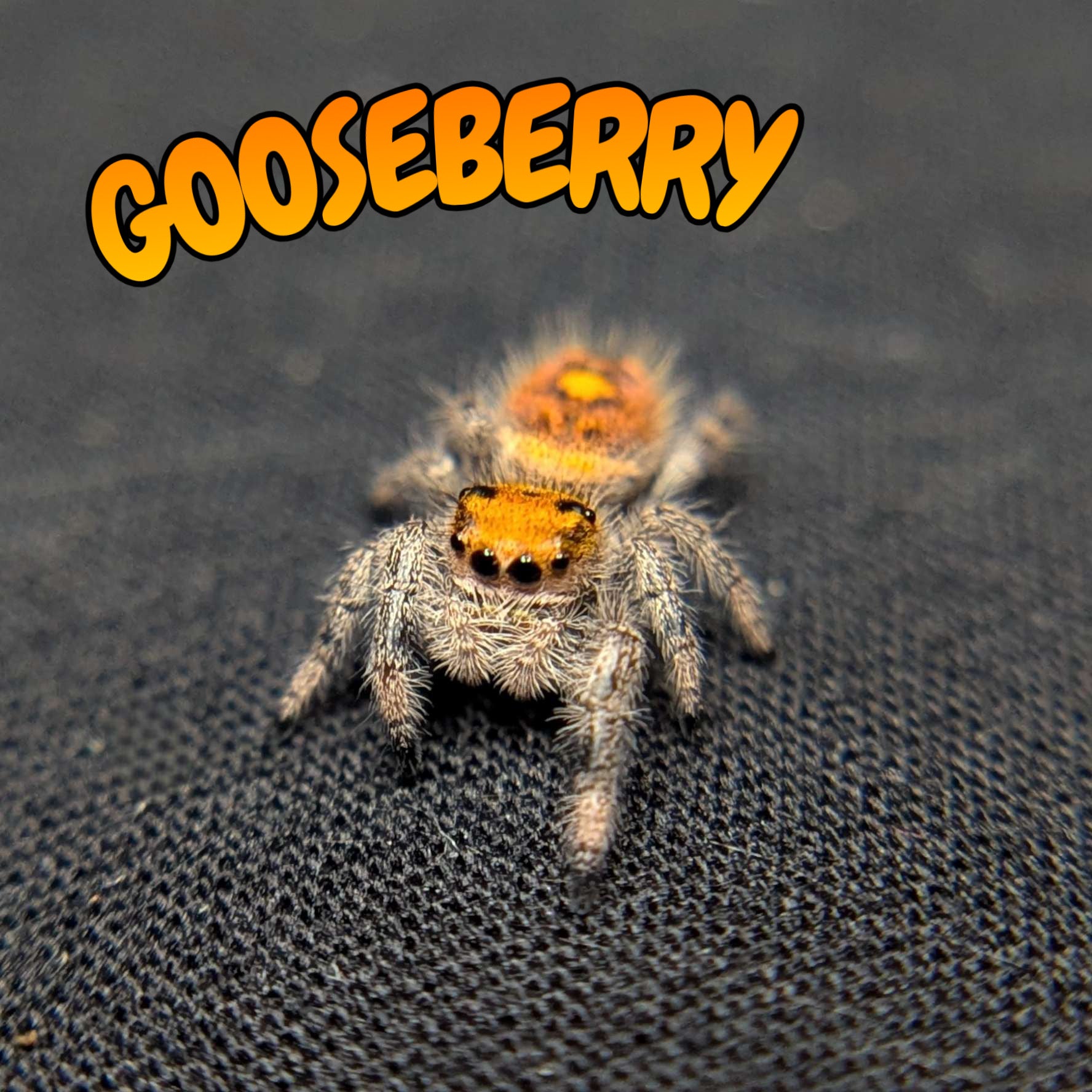 Regal Jumping Spider “Gooseberry”