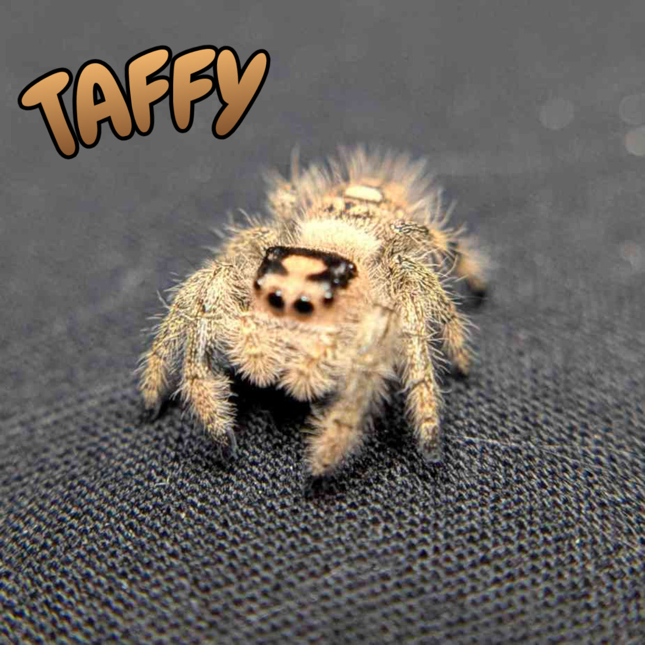 Regal Jumping Spider "Taffy"