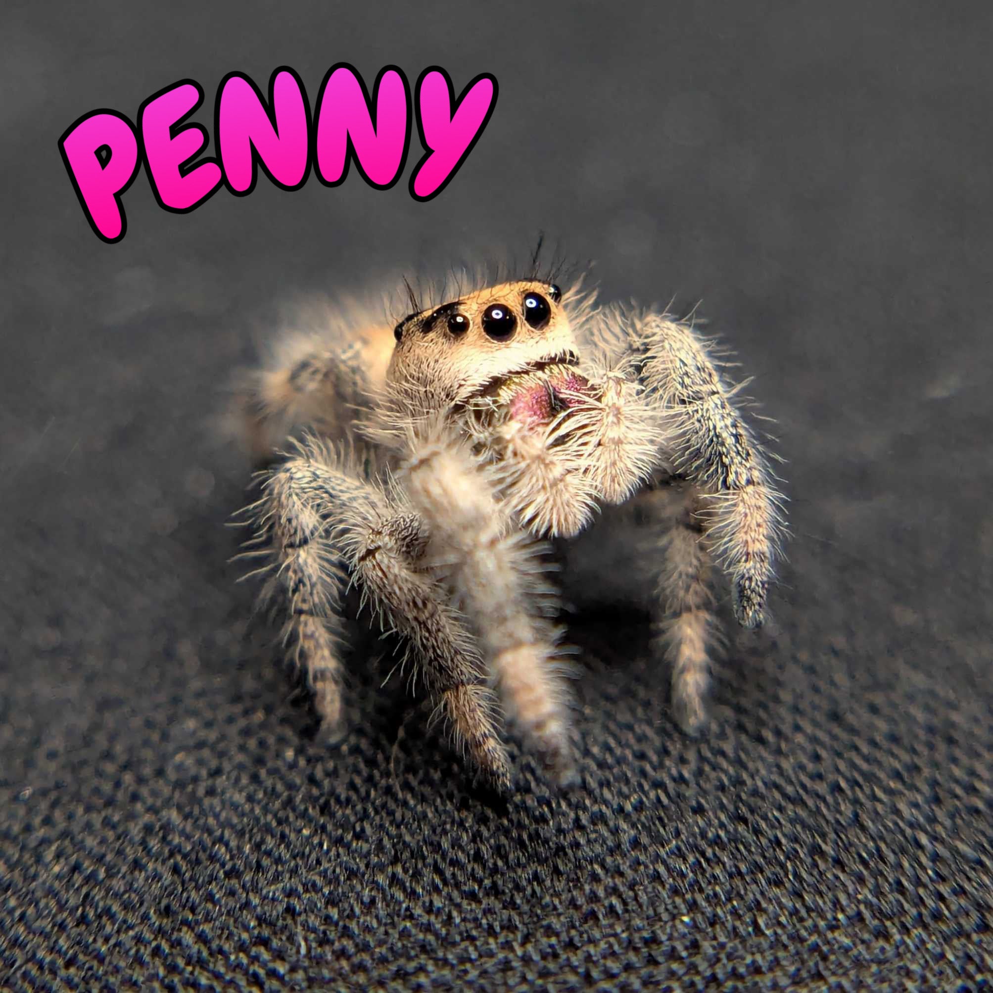 Regal Jumping Spider “Penny”
