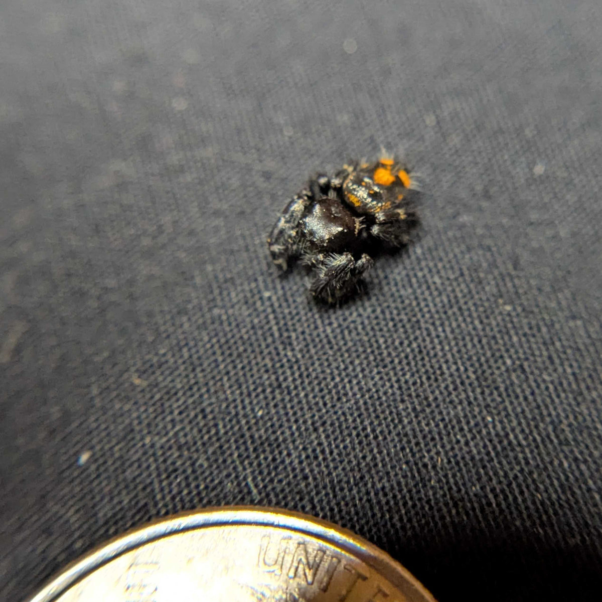 Audax Bryantae Jumping Spider "James"