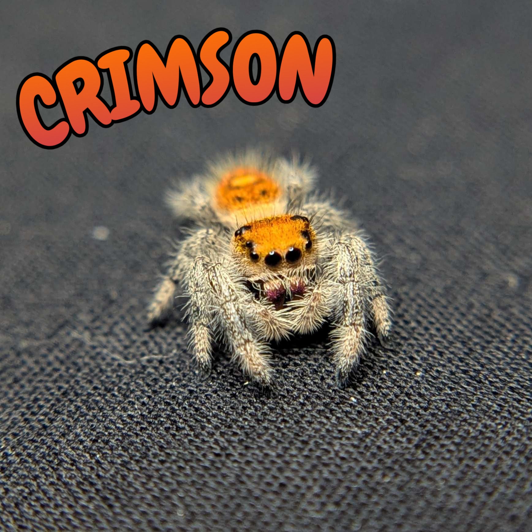 Regal Jumping Spider "Crimson"