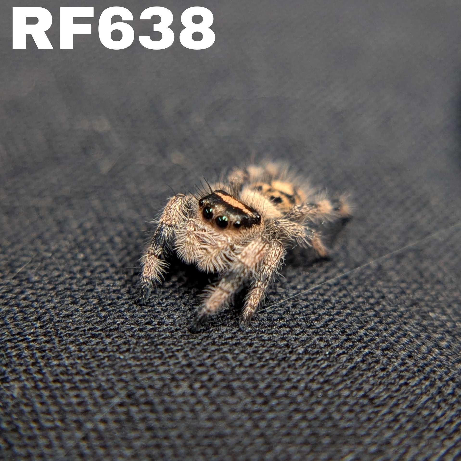 Regal Jumping Spider "Gingersnap"
