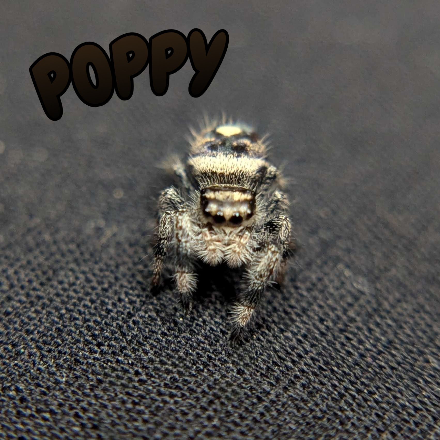Regal Jumping Spider “Poppy”