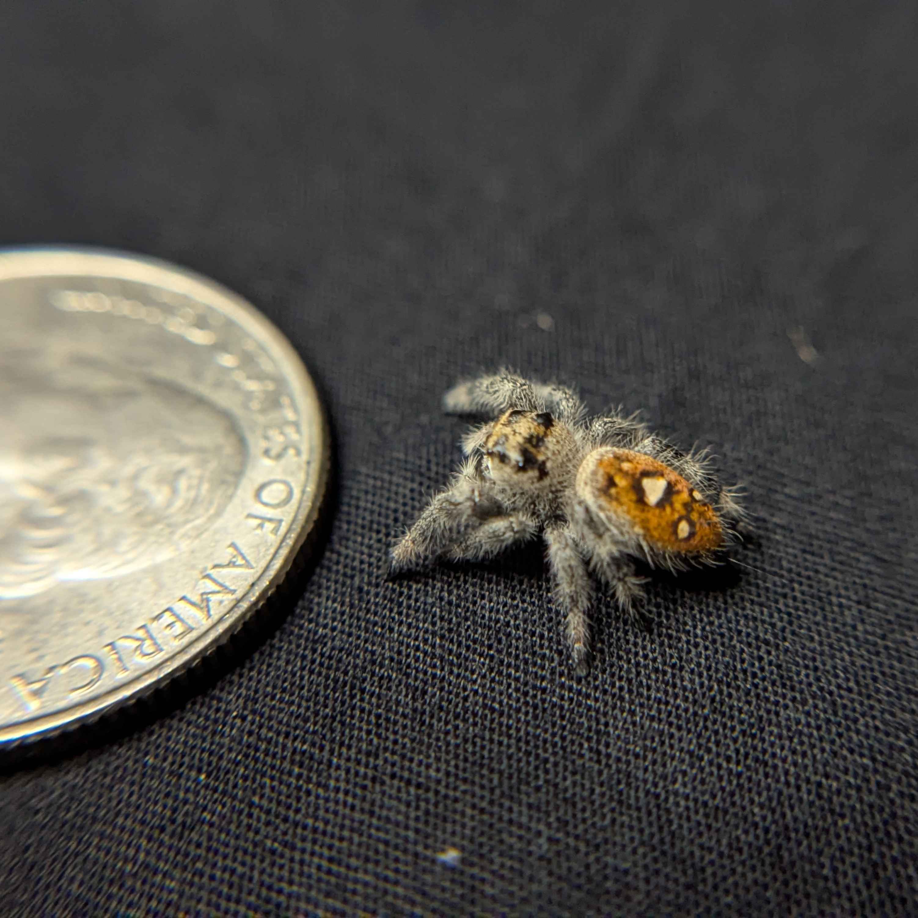 Regal Jumping Spider "Pasta"