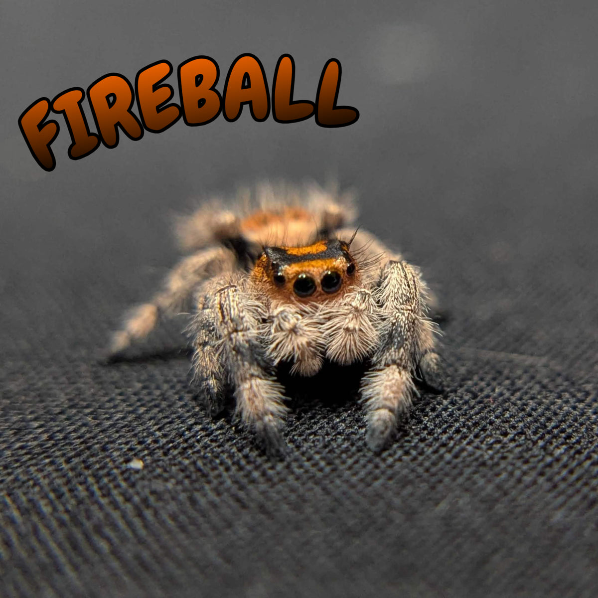 Regal Jumping Spider "Fireball"