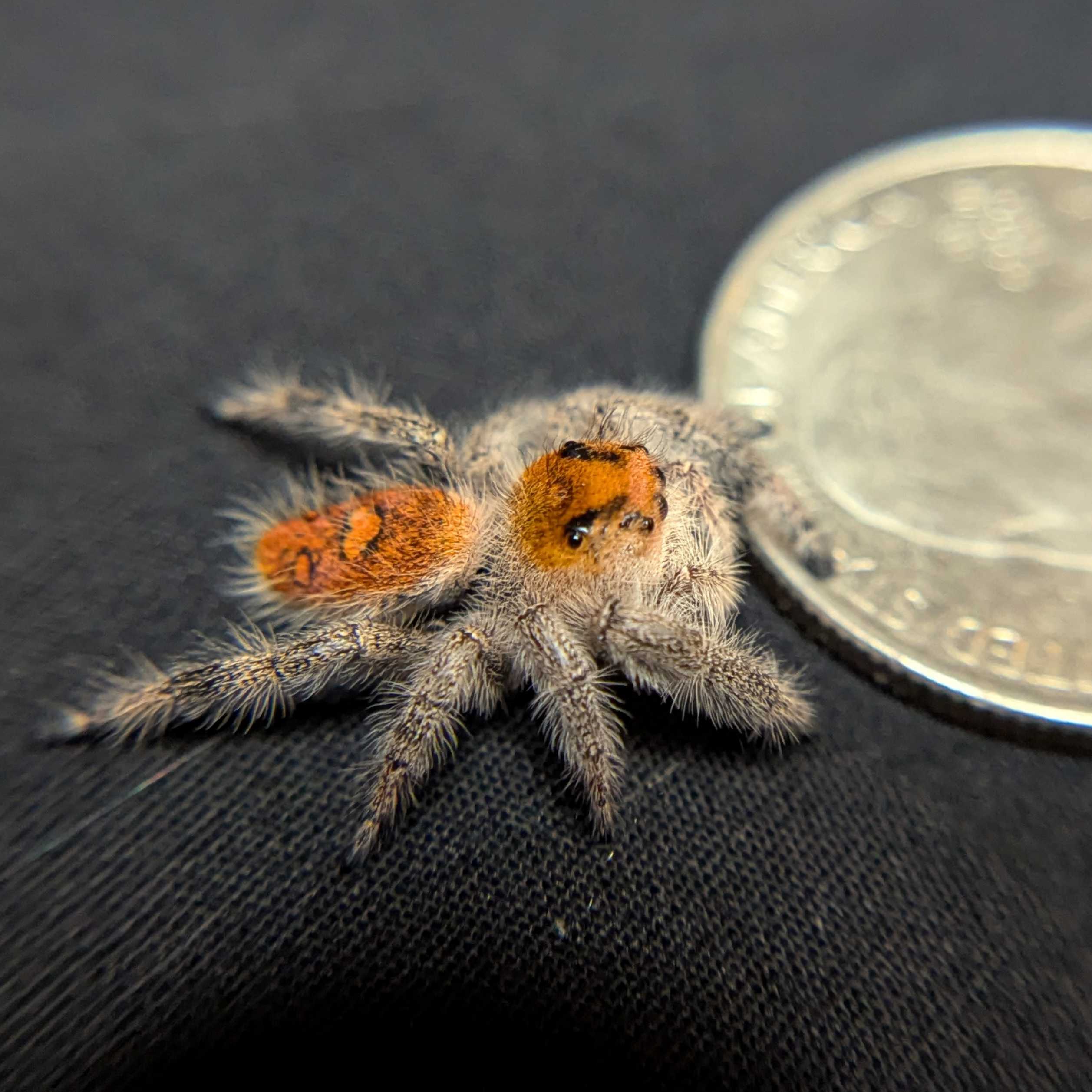 Regal Jumping Spider "Limeade"