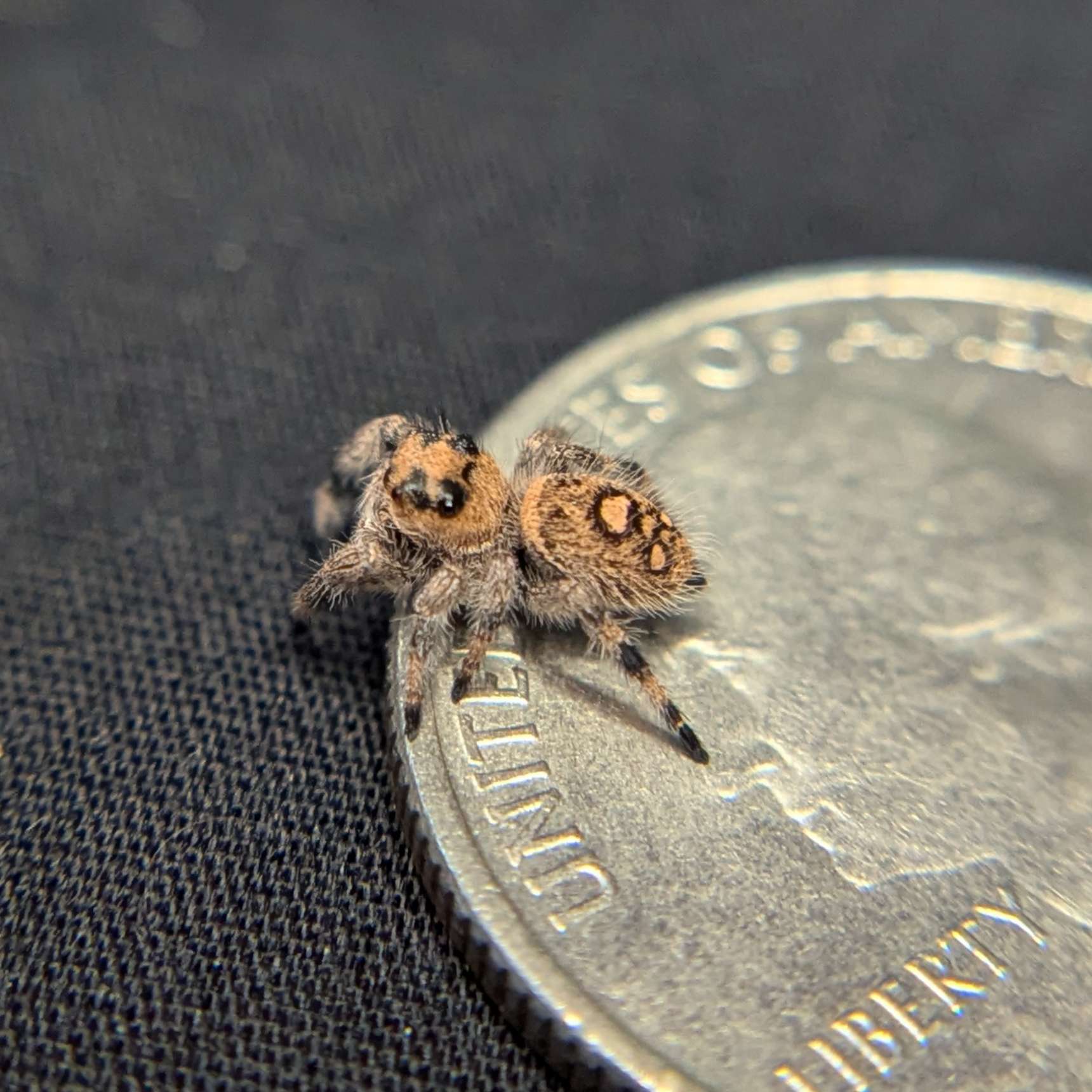 Regal Jumping Spider "Iris"