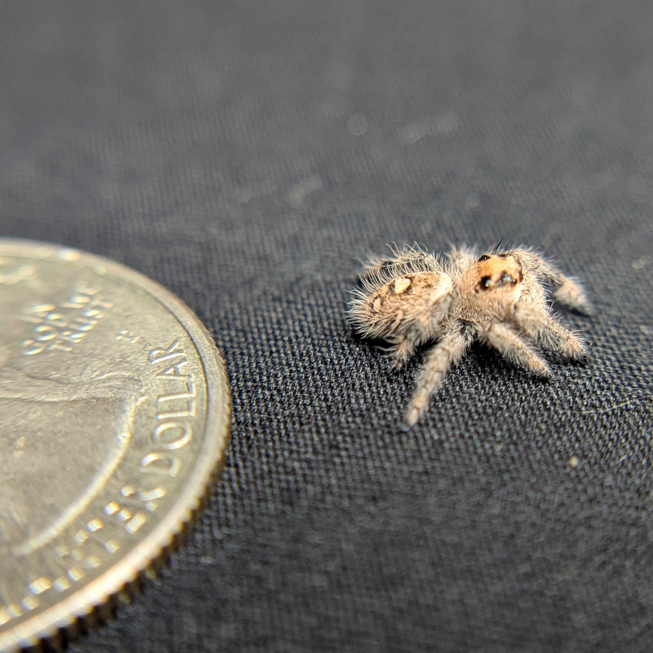 Regal Jumping Spider "Jessica"