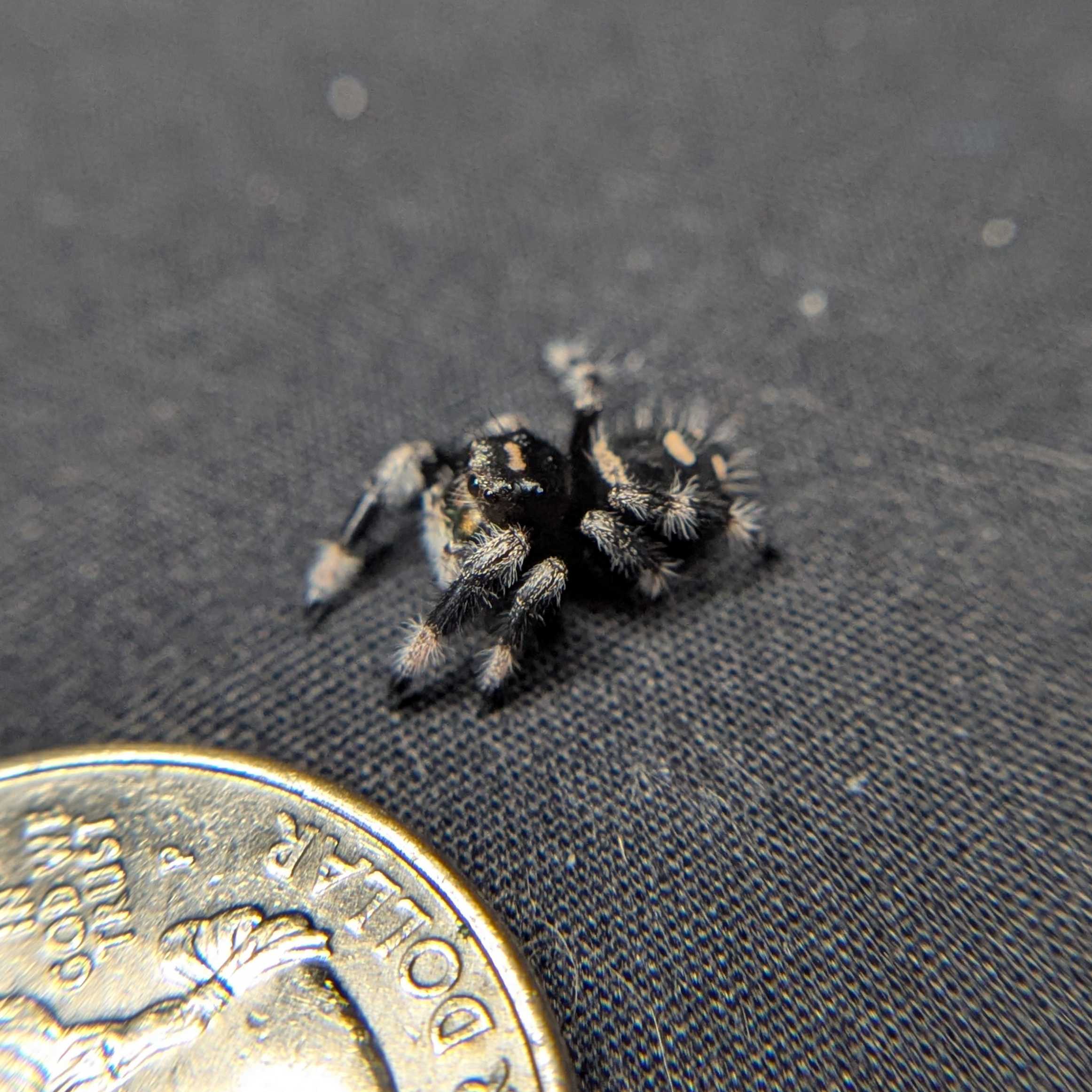 Regal Jumping Spider "Pretzel"