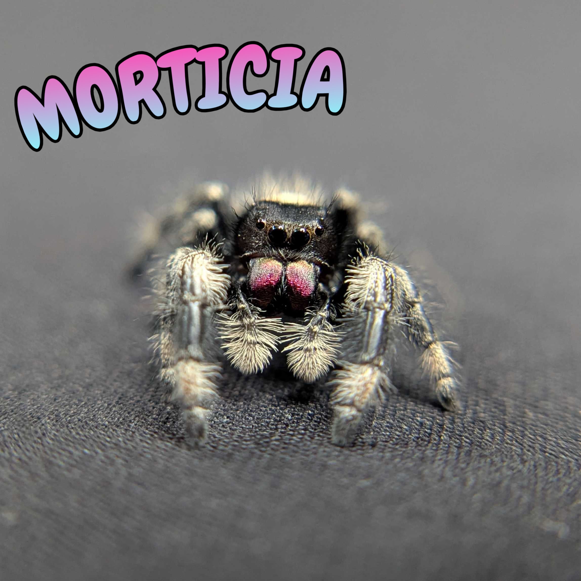 Regal Jumping Spider "Morticia"