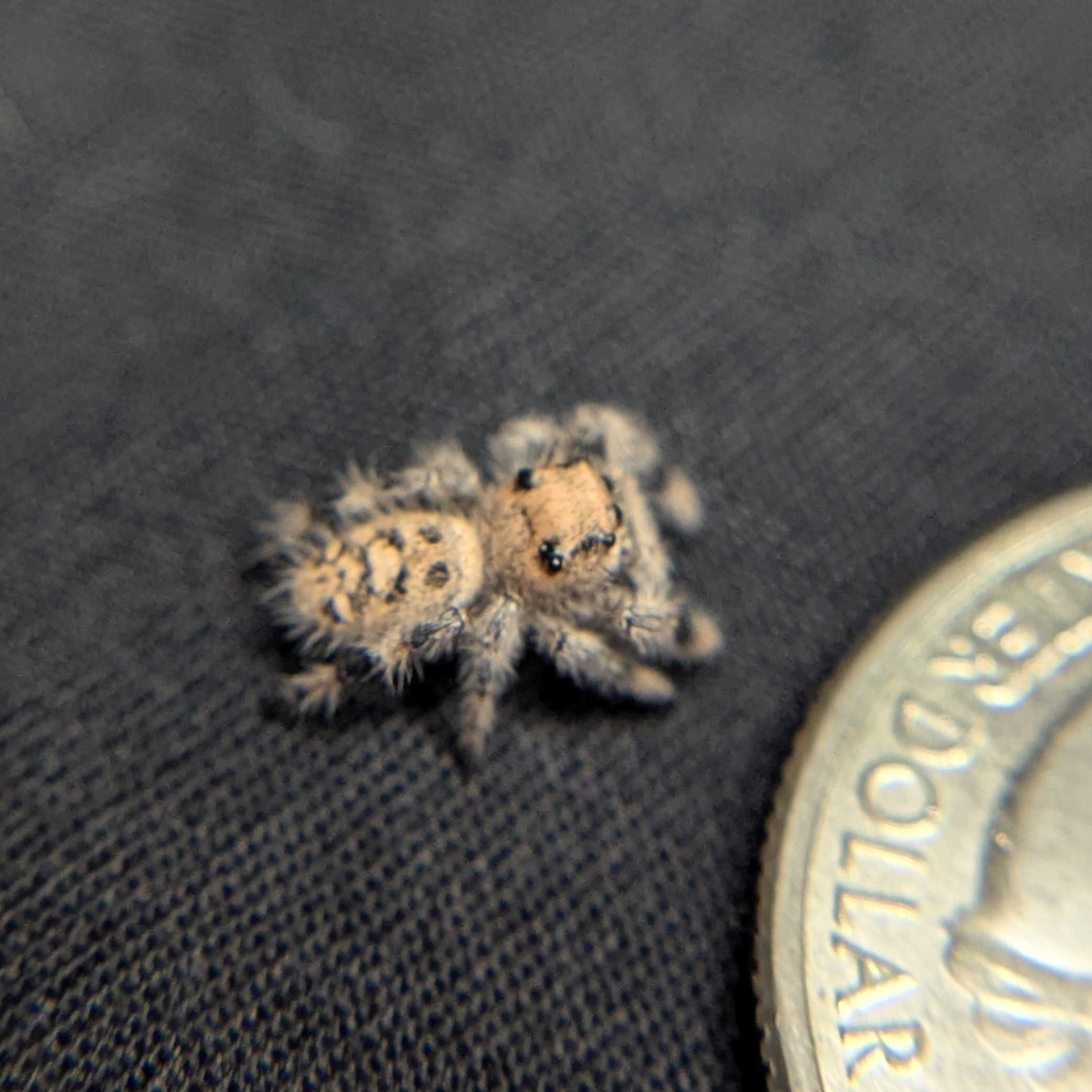 Regal Jumping Spider “Peanut Butter”