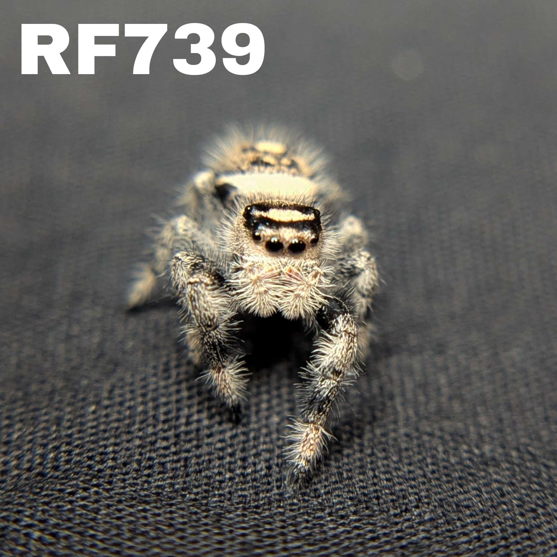 Regal Jumping Spider "Coco"