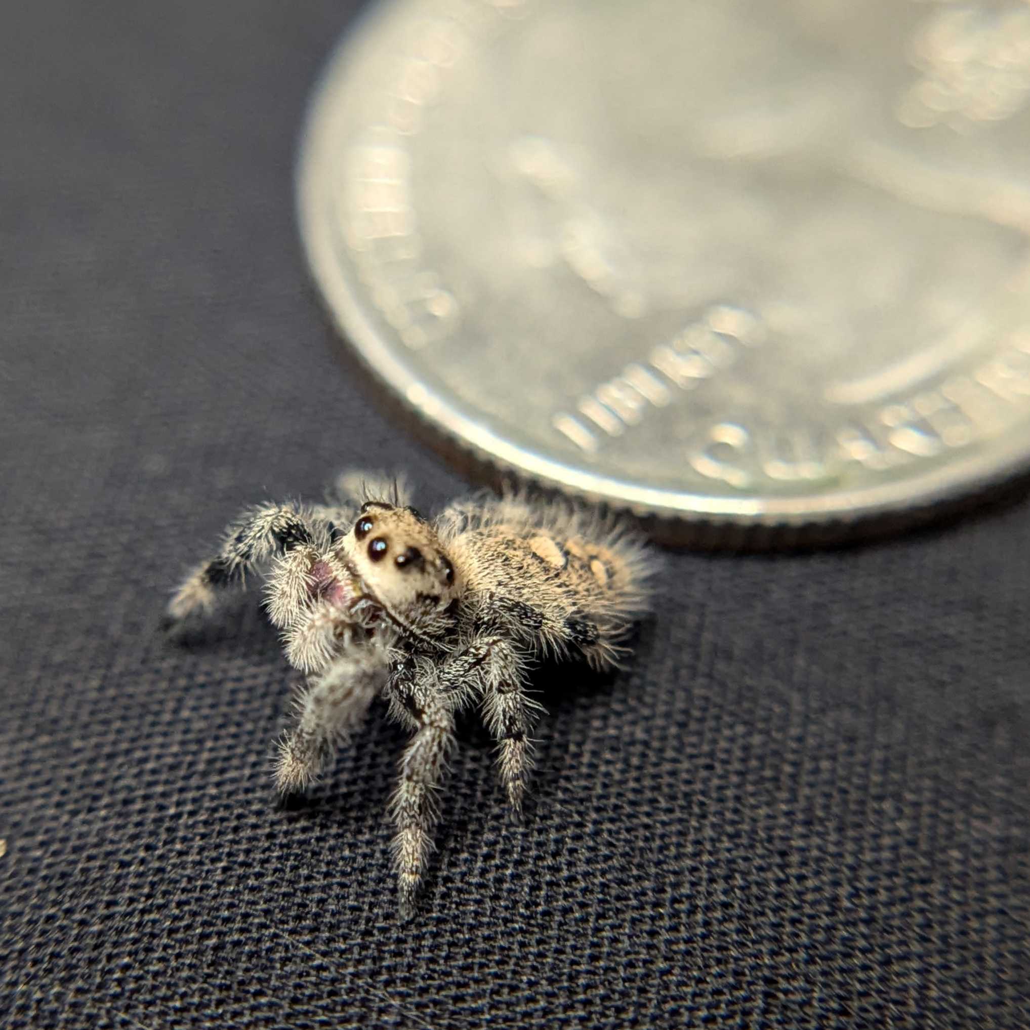 Regal Jumping Spider "Melody"