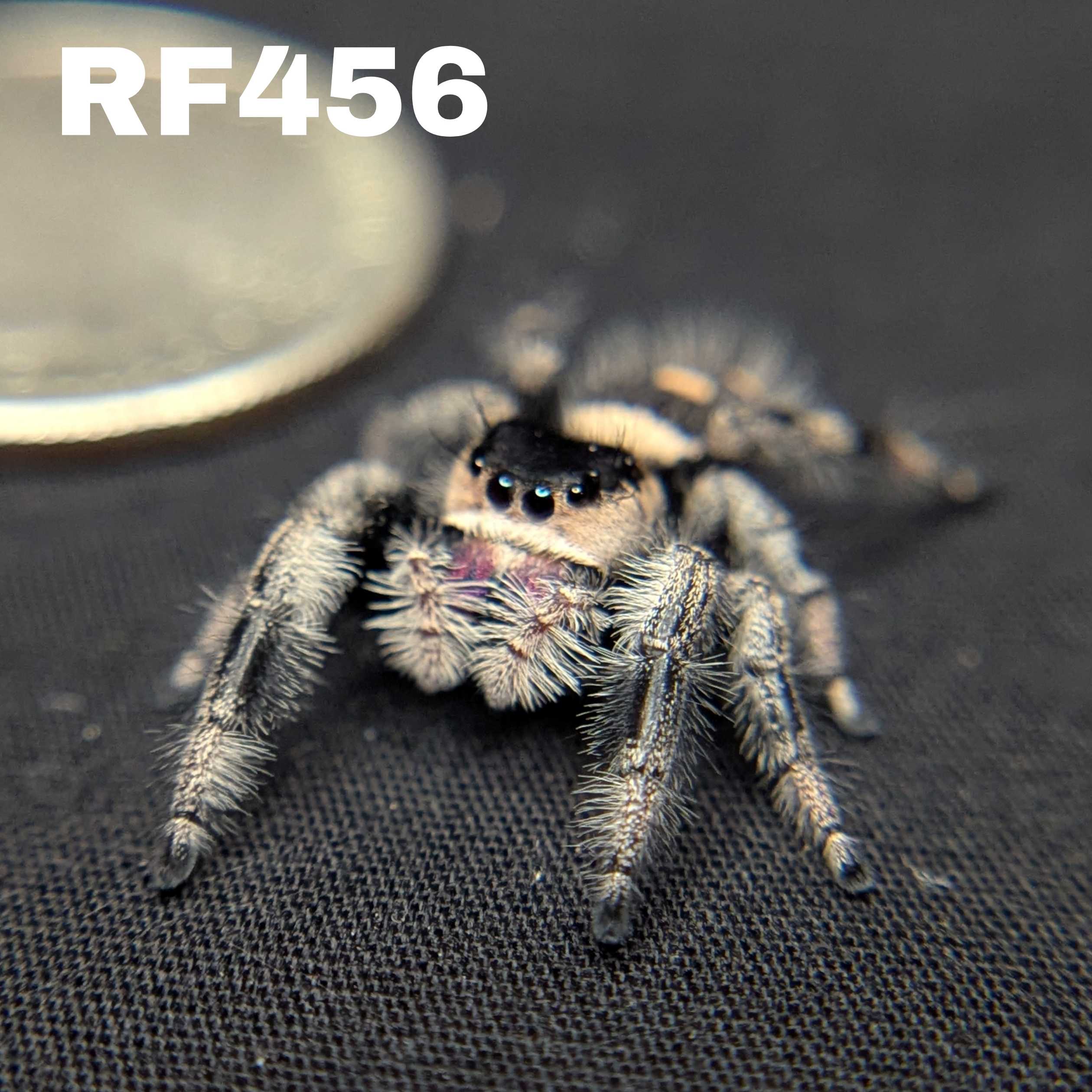 Regal Jumping Spider "Phantom"