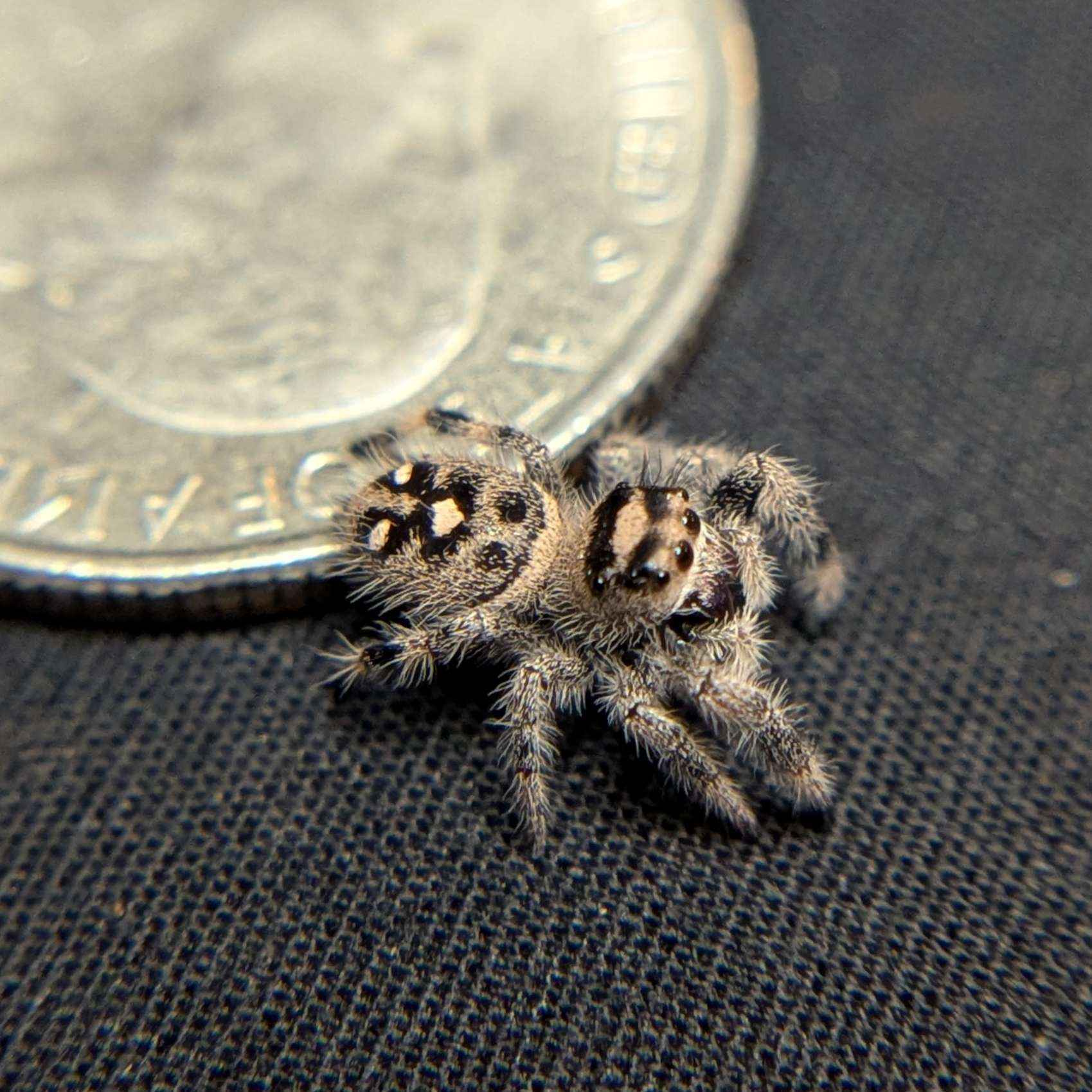 Regal Jumping Spider “Purple”