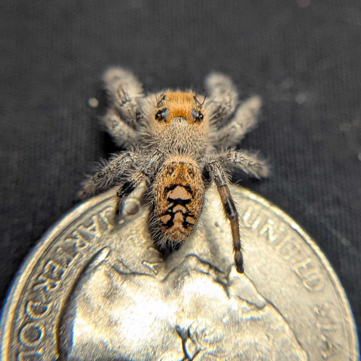 Regal Jumping Spider "Daisy"