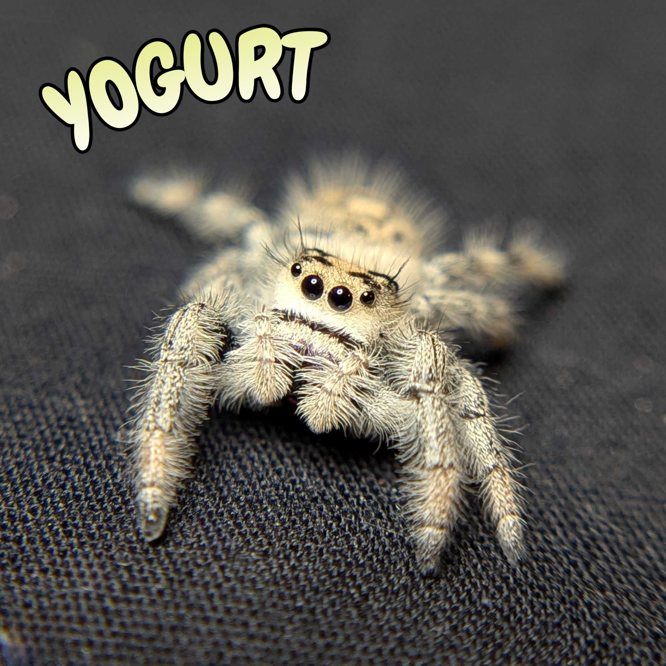 Regal Jumping Spider "Yogurt"