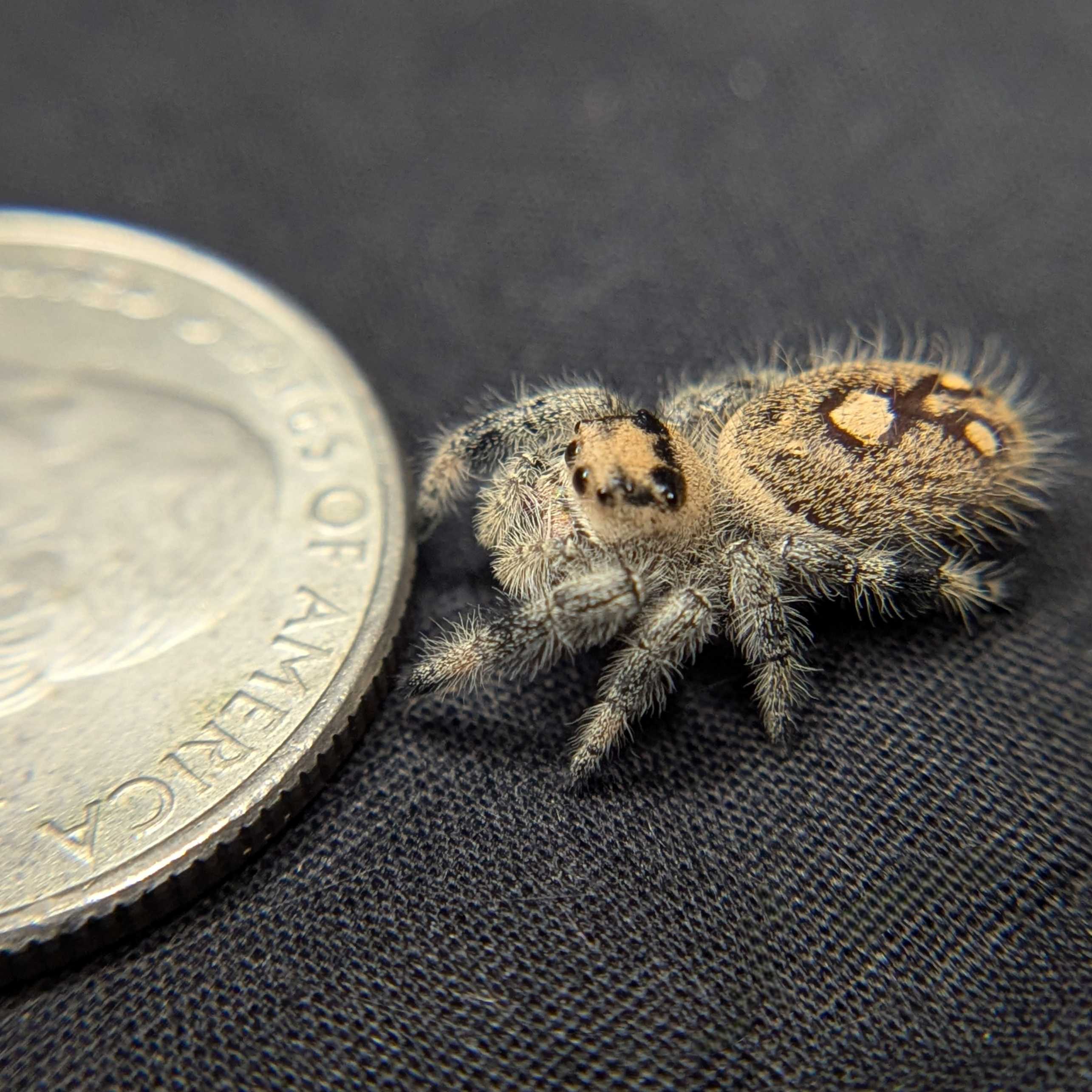 Regal Jumping Spider "Lavender"