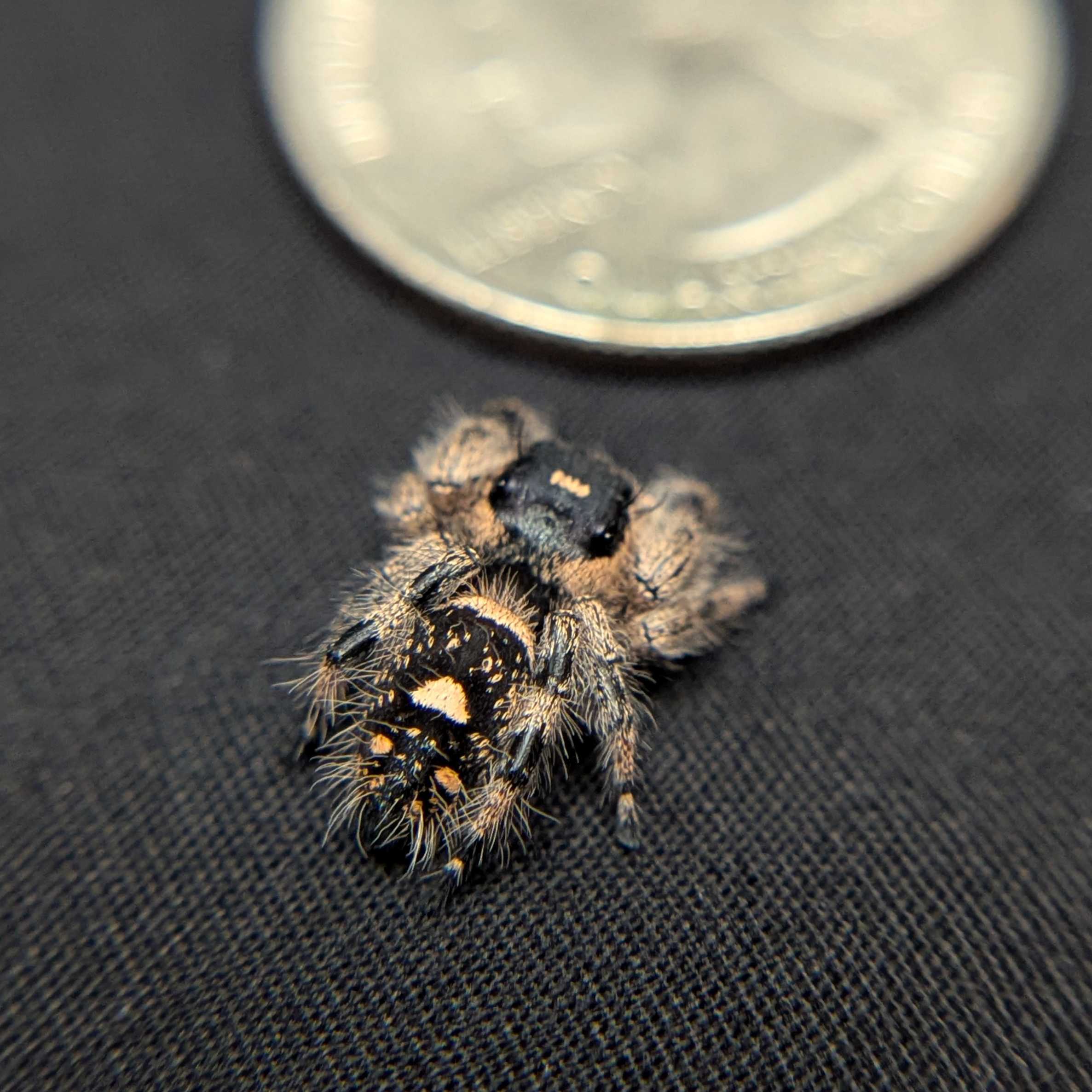 Regal Jumping Spider "Raven"