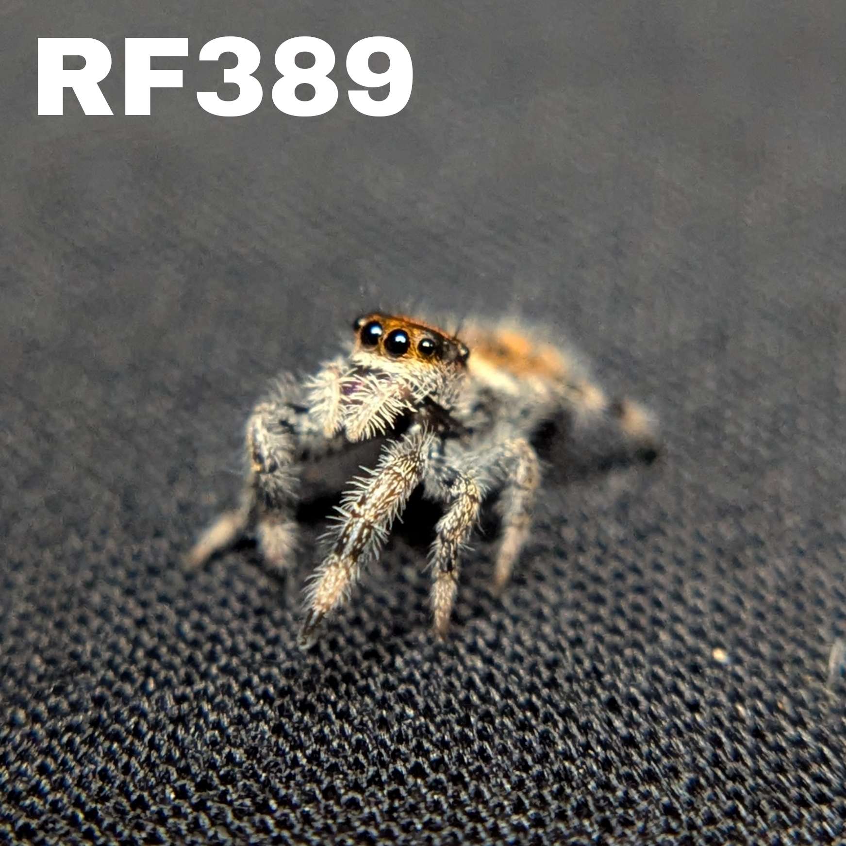 Regal Jumping Spider "Pluto"