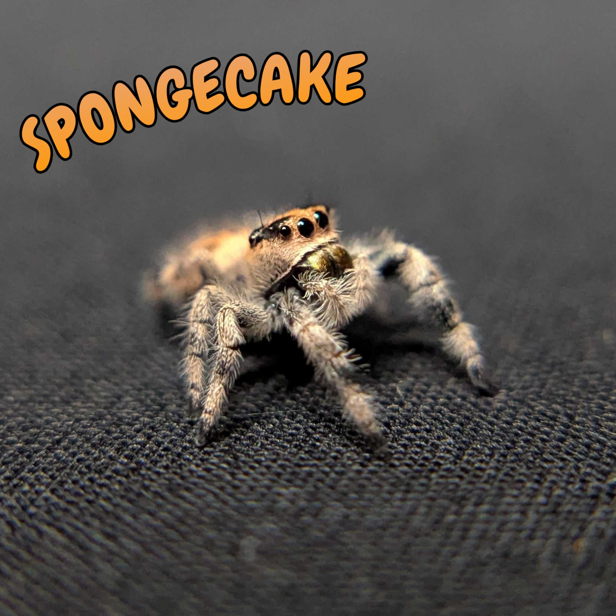 Regal Jumping Spider “Spongecake”