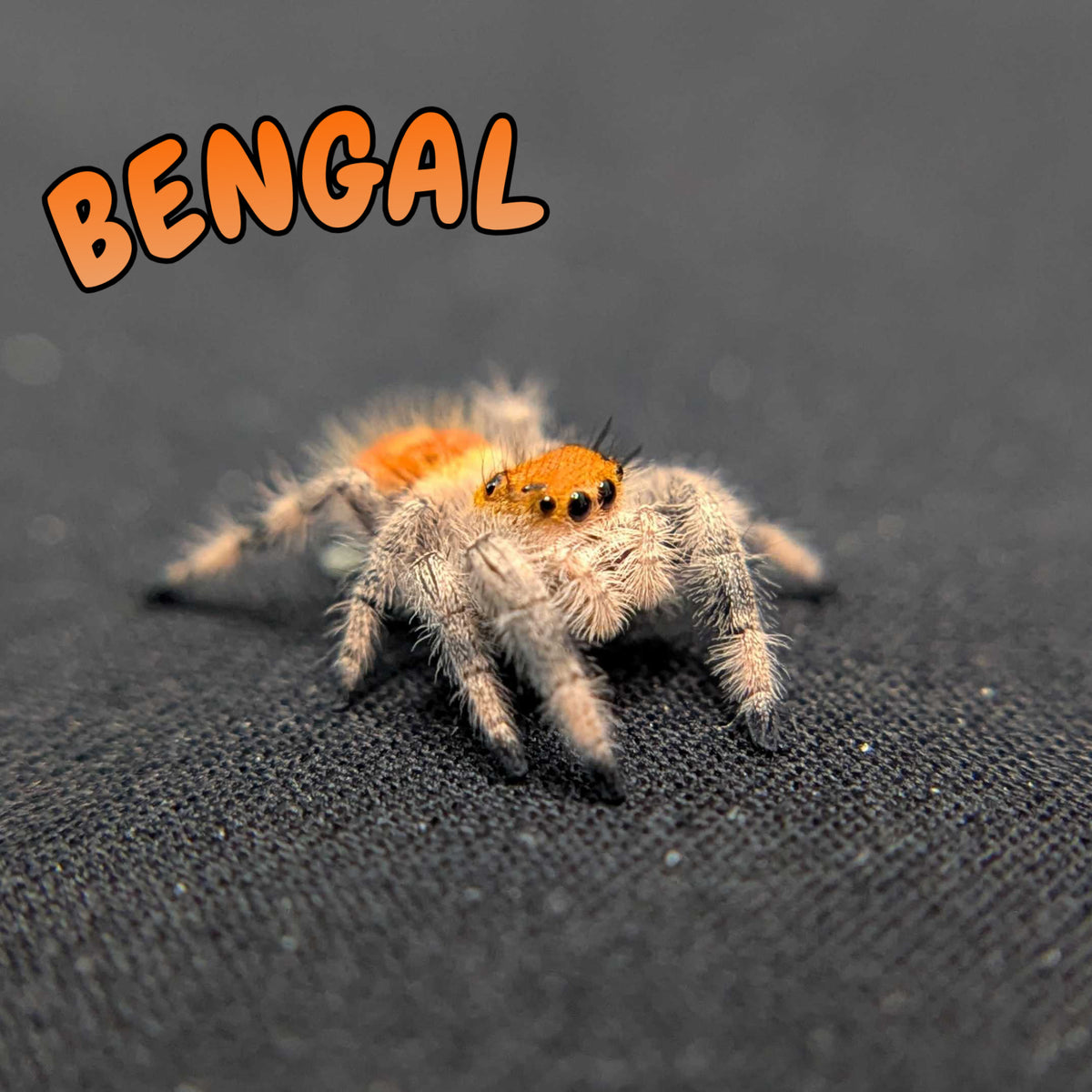 Regal Jumping Spider "Bengal"