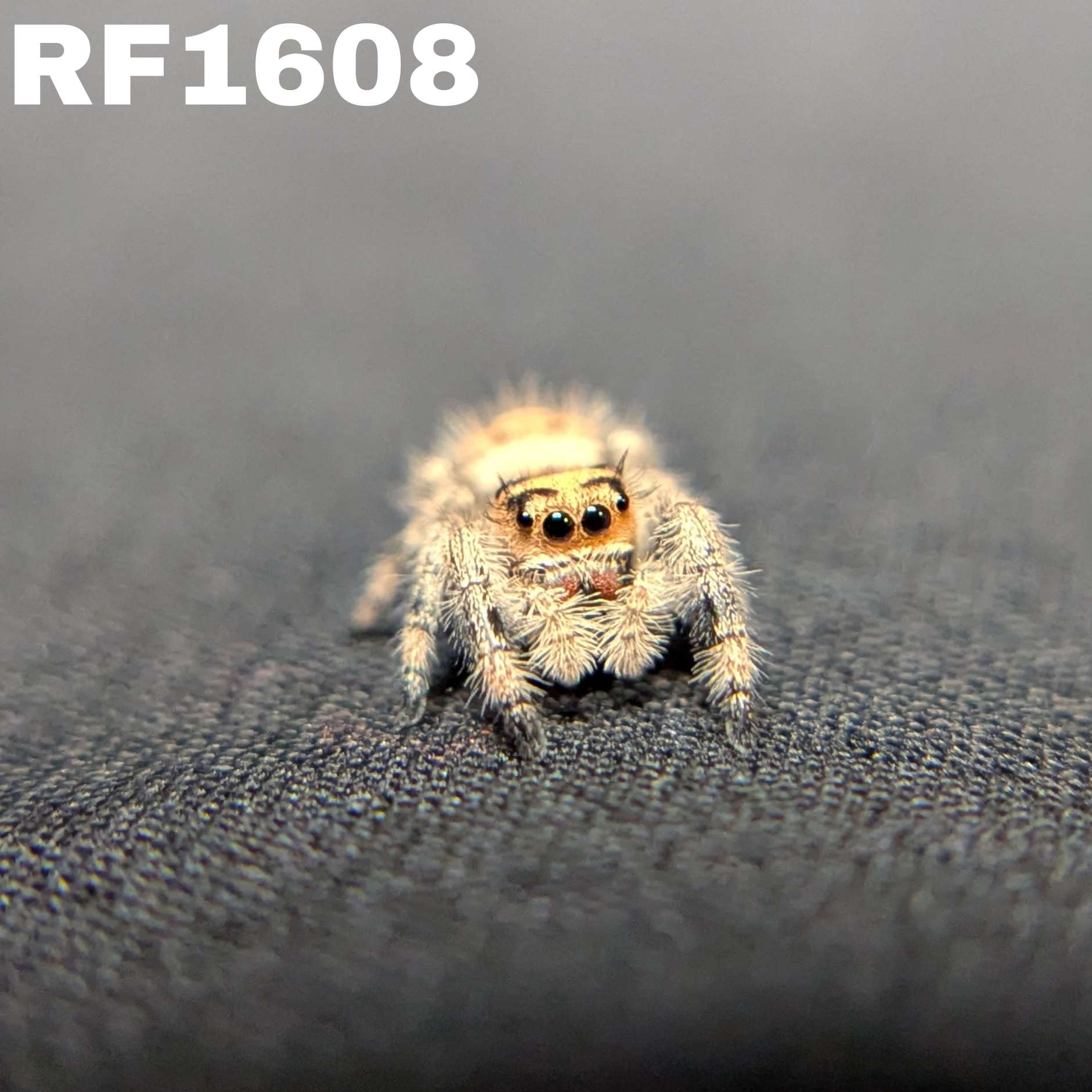 Regal Jumping Spider "Matches"