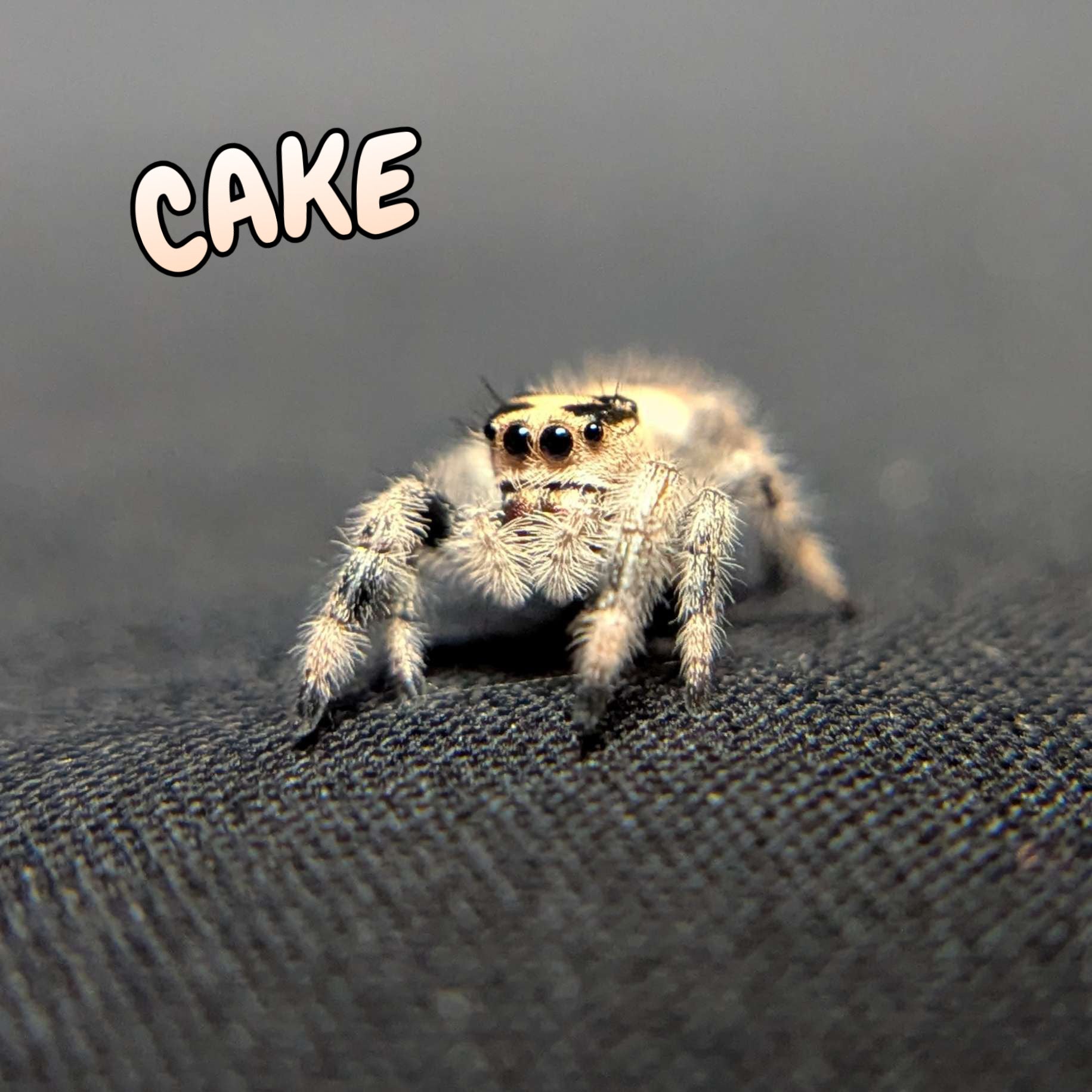 Regal Jumping Spider "Cake"