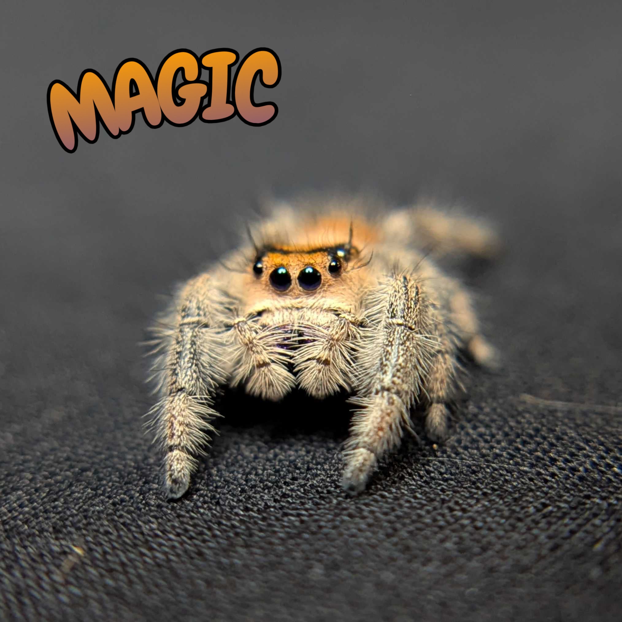 Regal Jumping Spider "Magic"