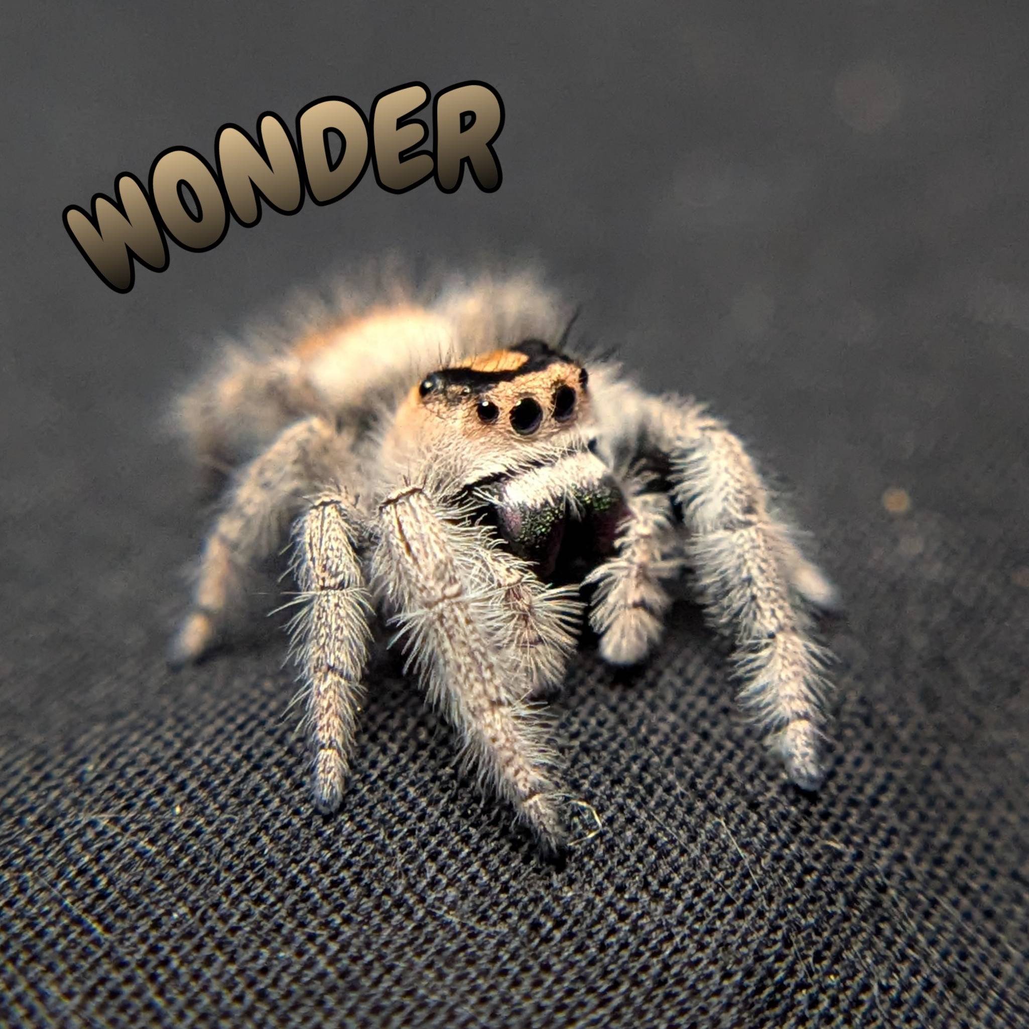 Female Regal Jumping Spider Wonder