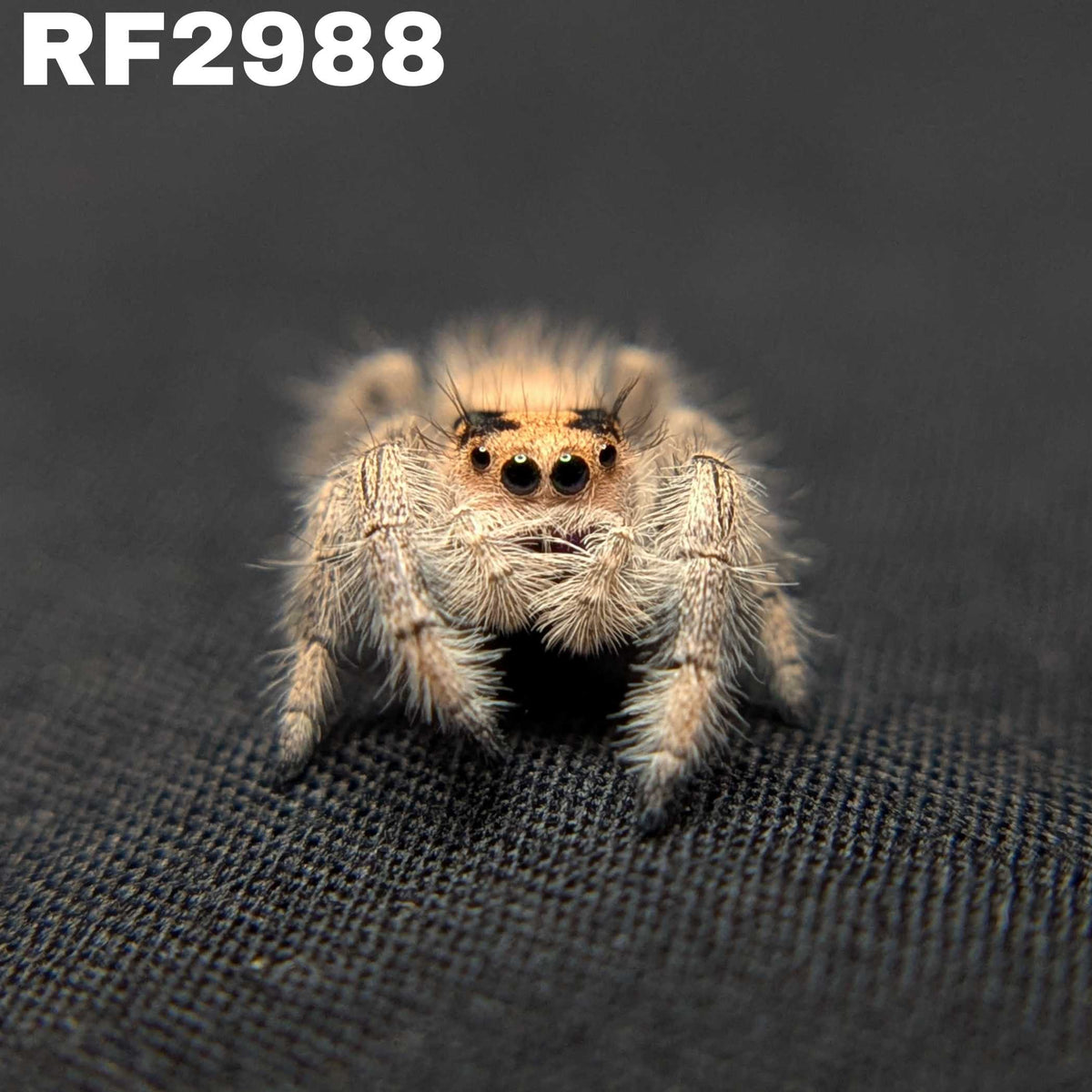 Regal Jumping Spider "Cake"