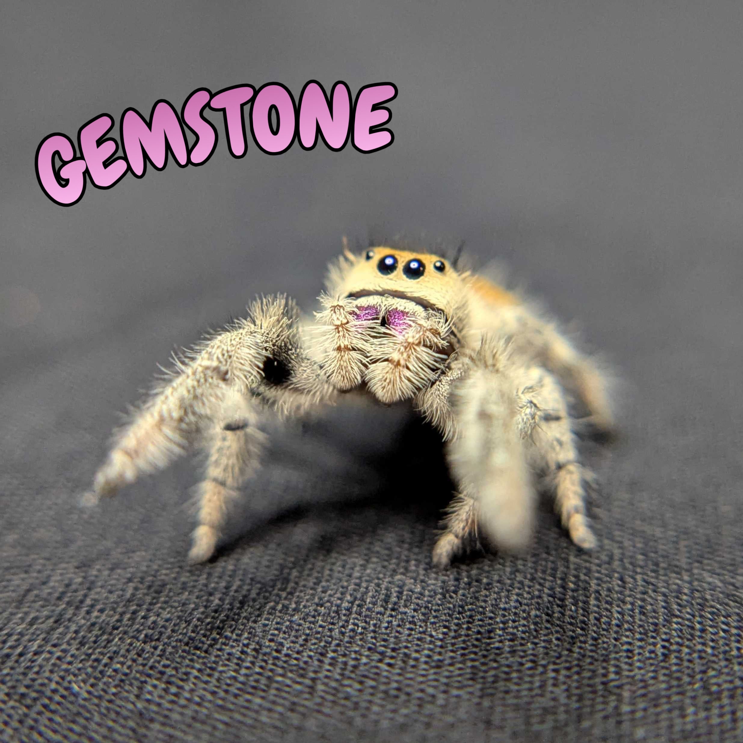 Regal Jumping Spider "Gemstone"