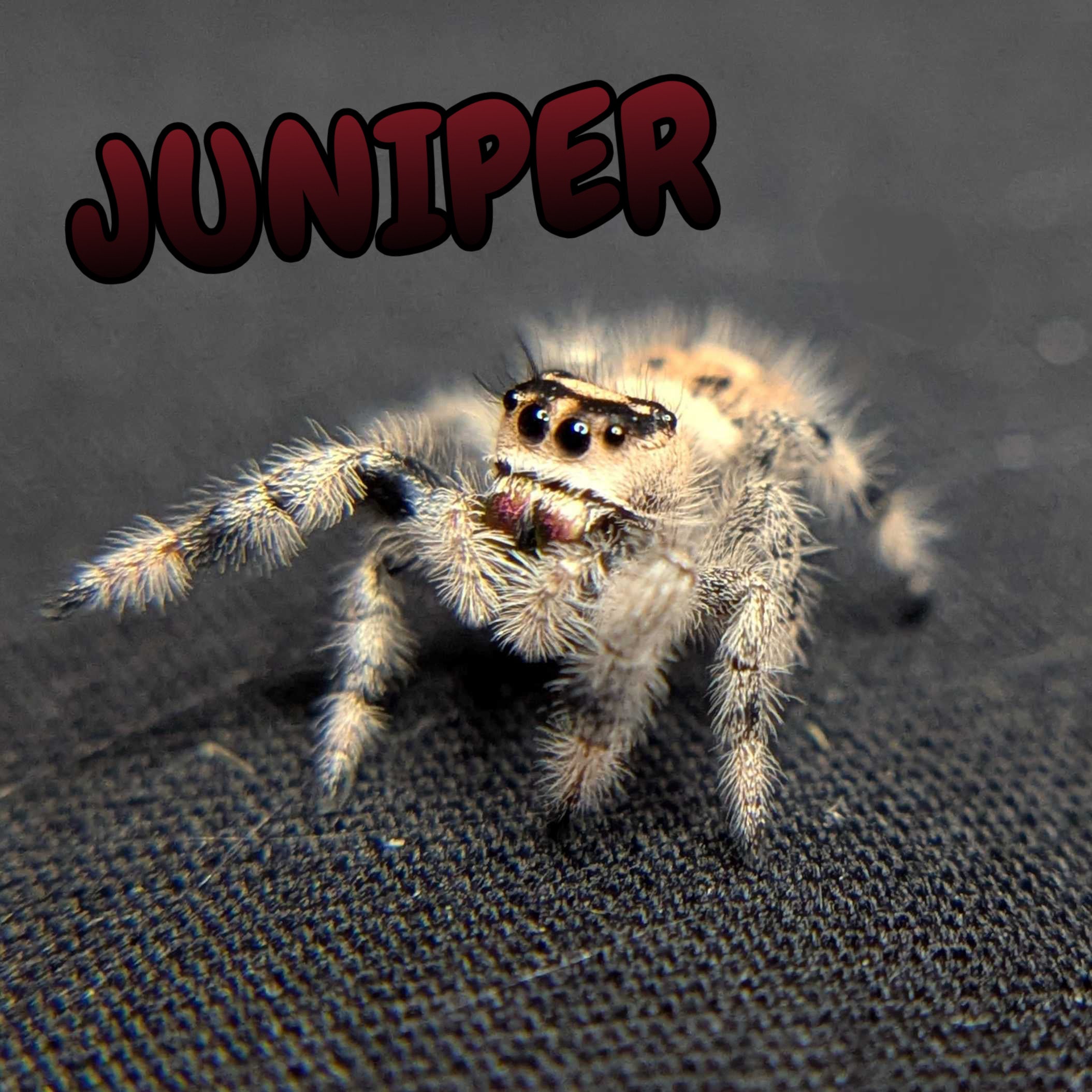 Regal Jumping Spider "Juniper"