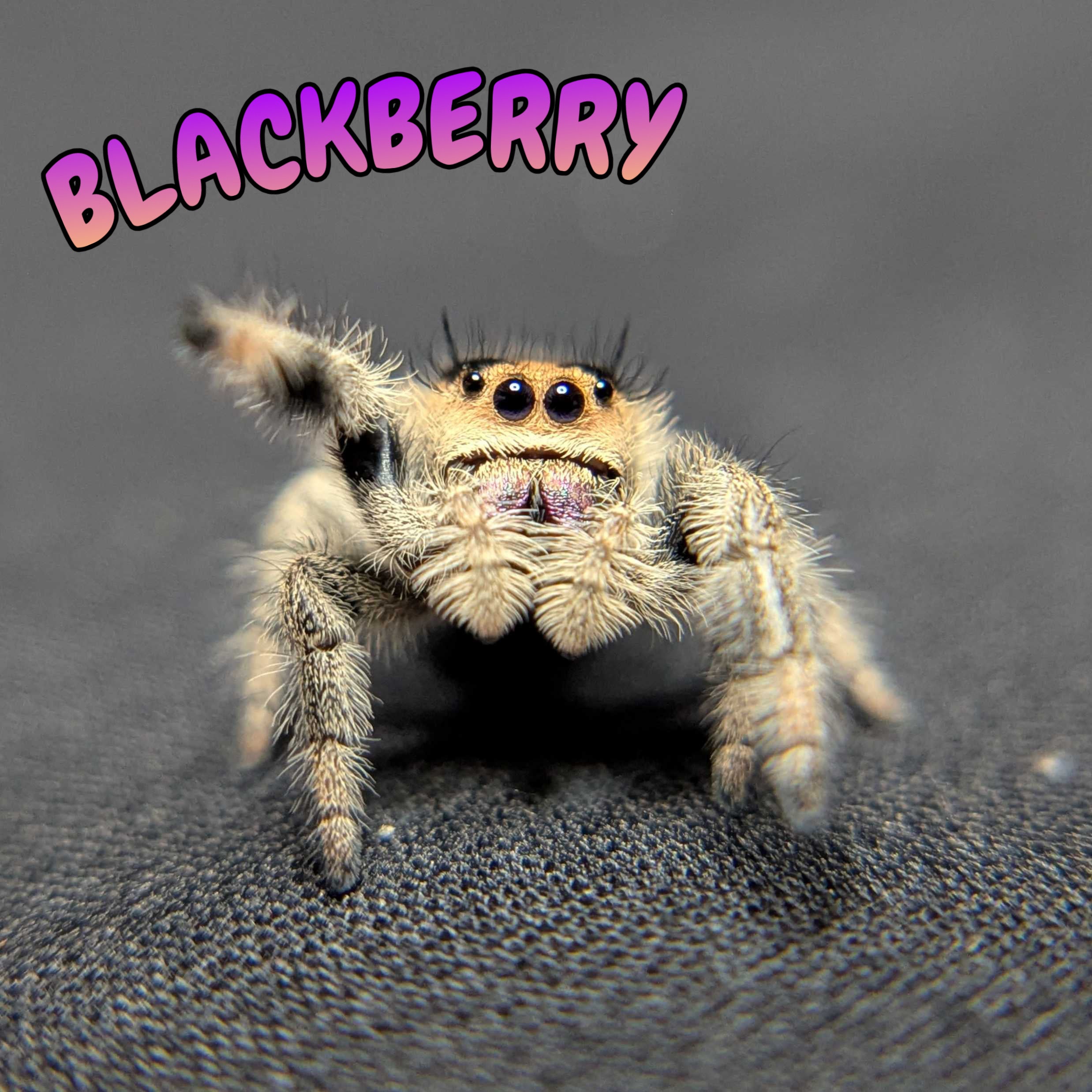 Regal Jumping Spider "BlackBerry"