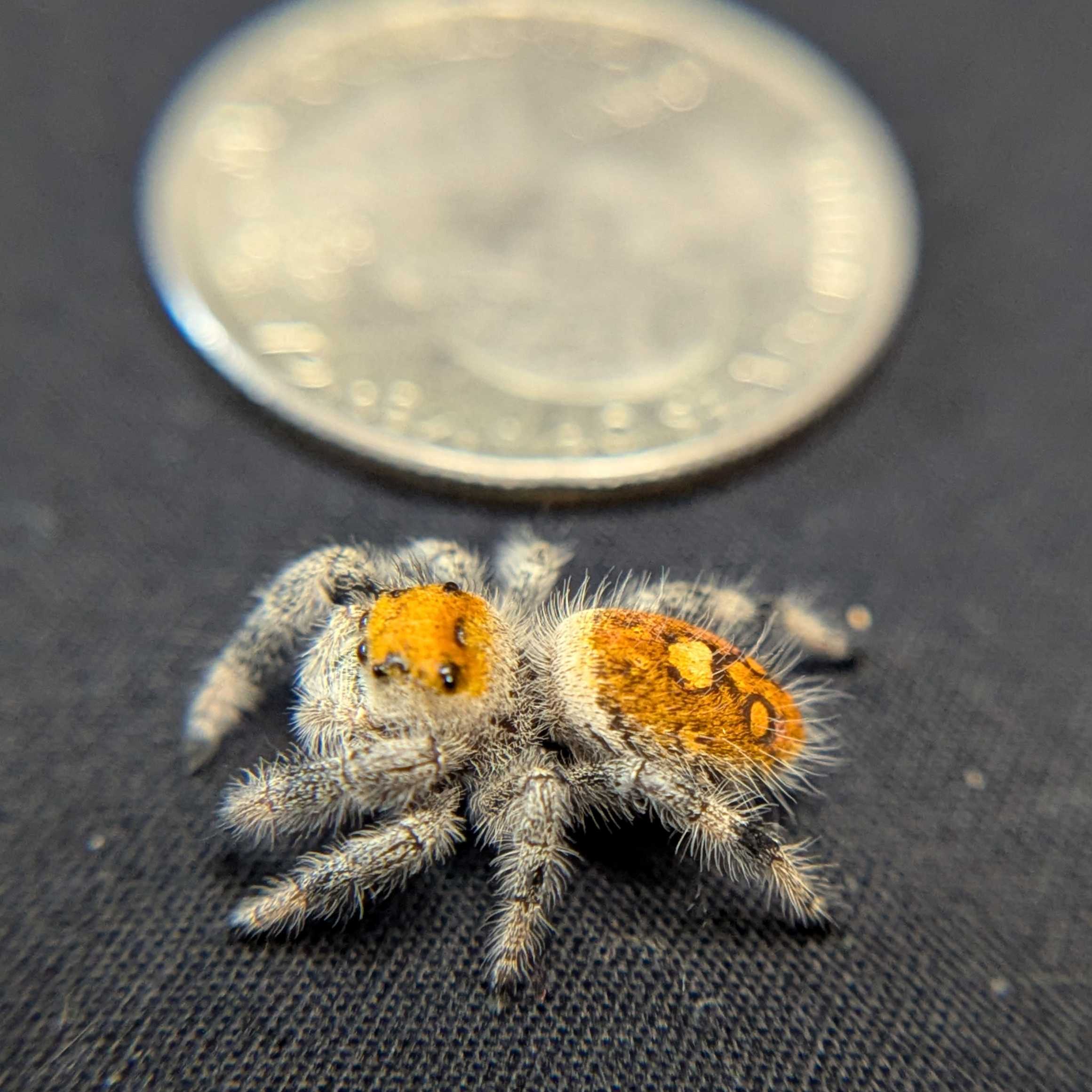 Regal Jumping Spider "Insignia"