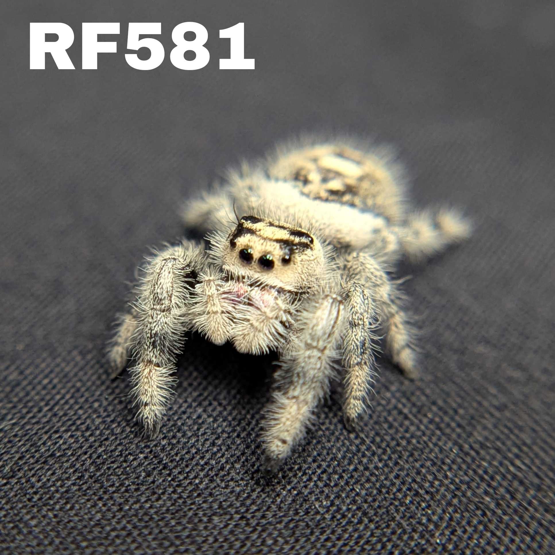 Regal Jumping Spider "Sandberry"