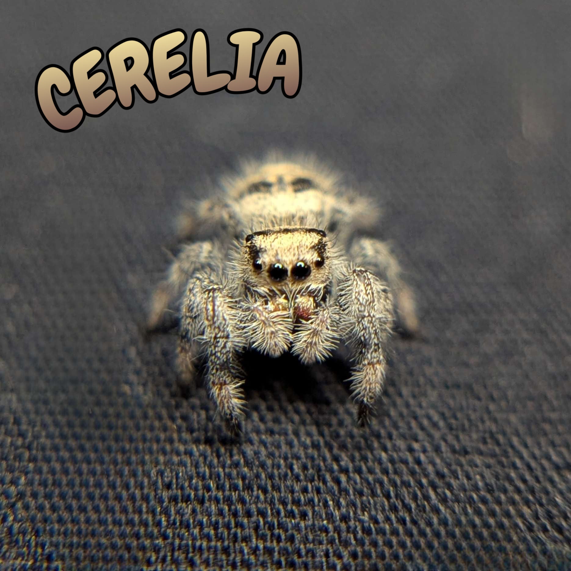 Regal Jumping Spider “Cerelia”