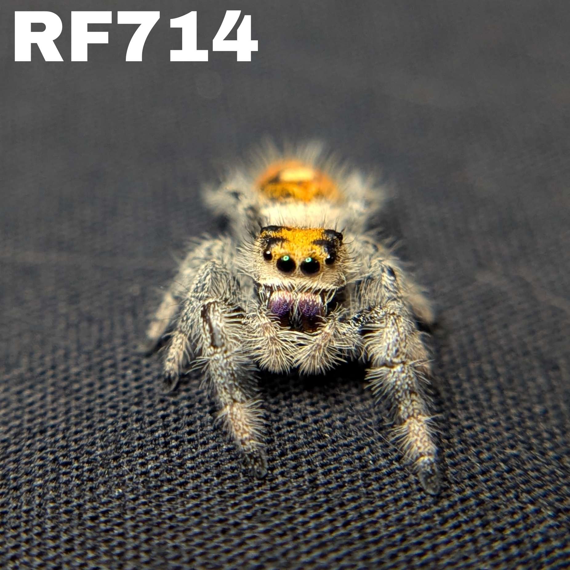 Regal Jumping Spider "Candy"