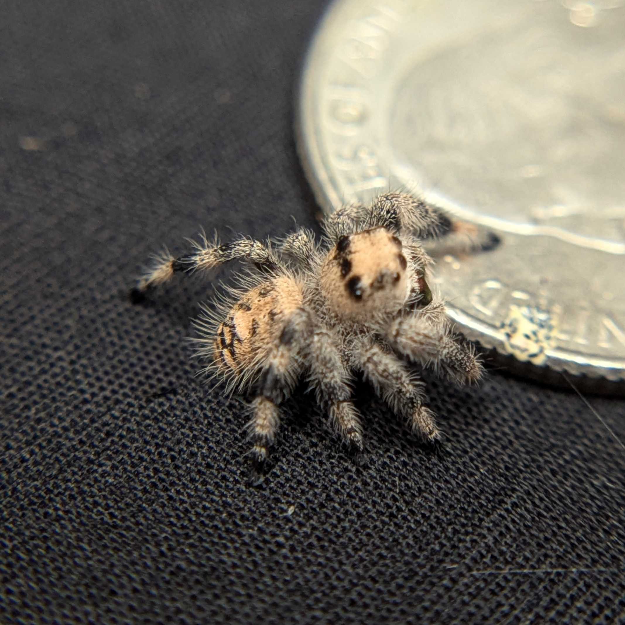 Regal Jumping Spider "Angel"