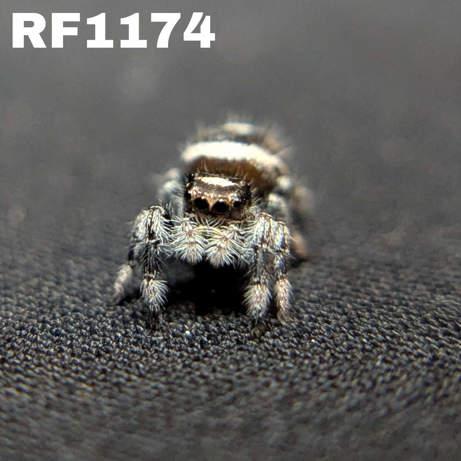 Regal Jumping Spider "Smokey"