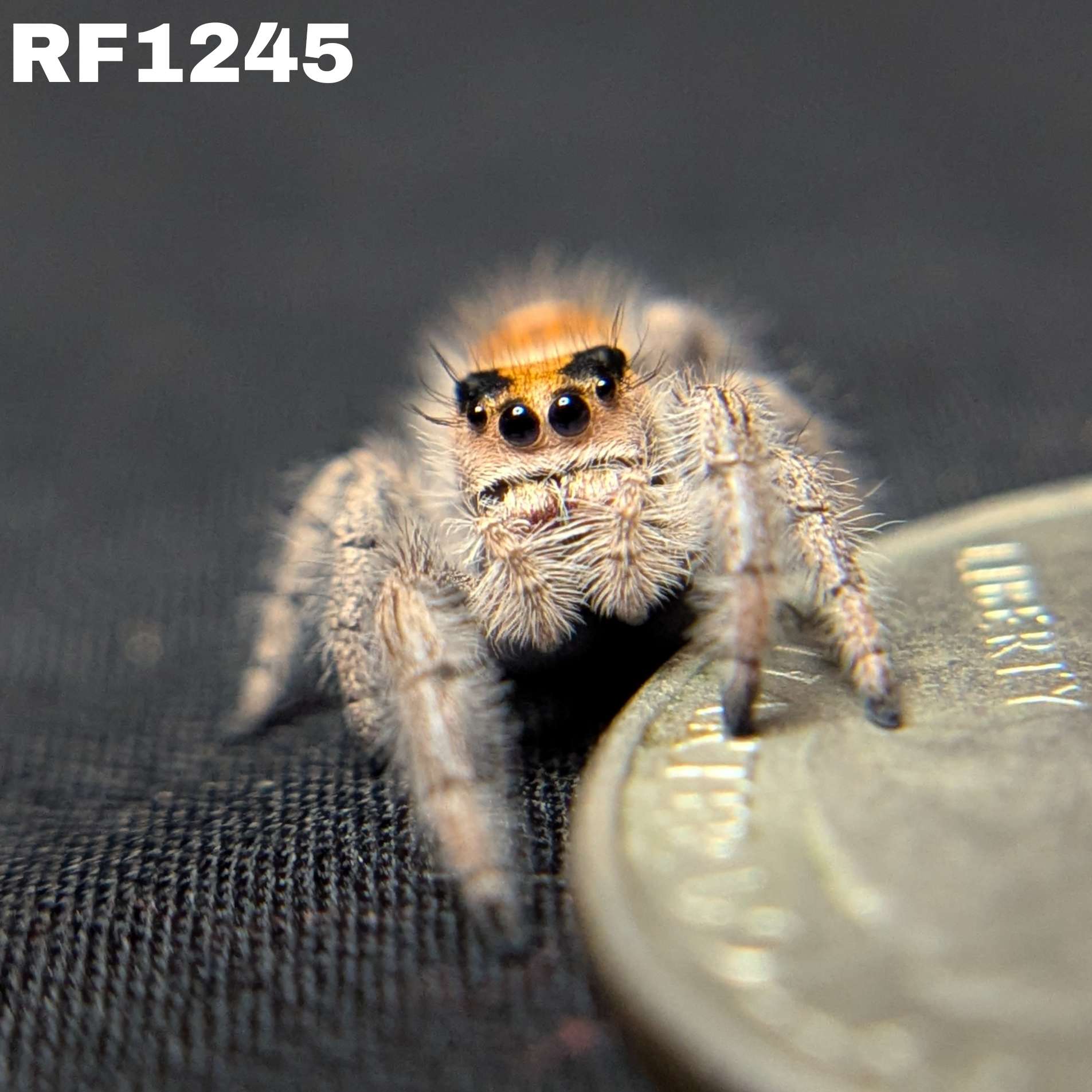 Regal Jumping Spider "Matches"