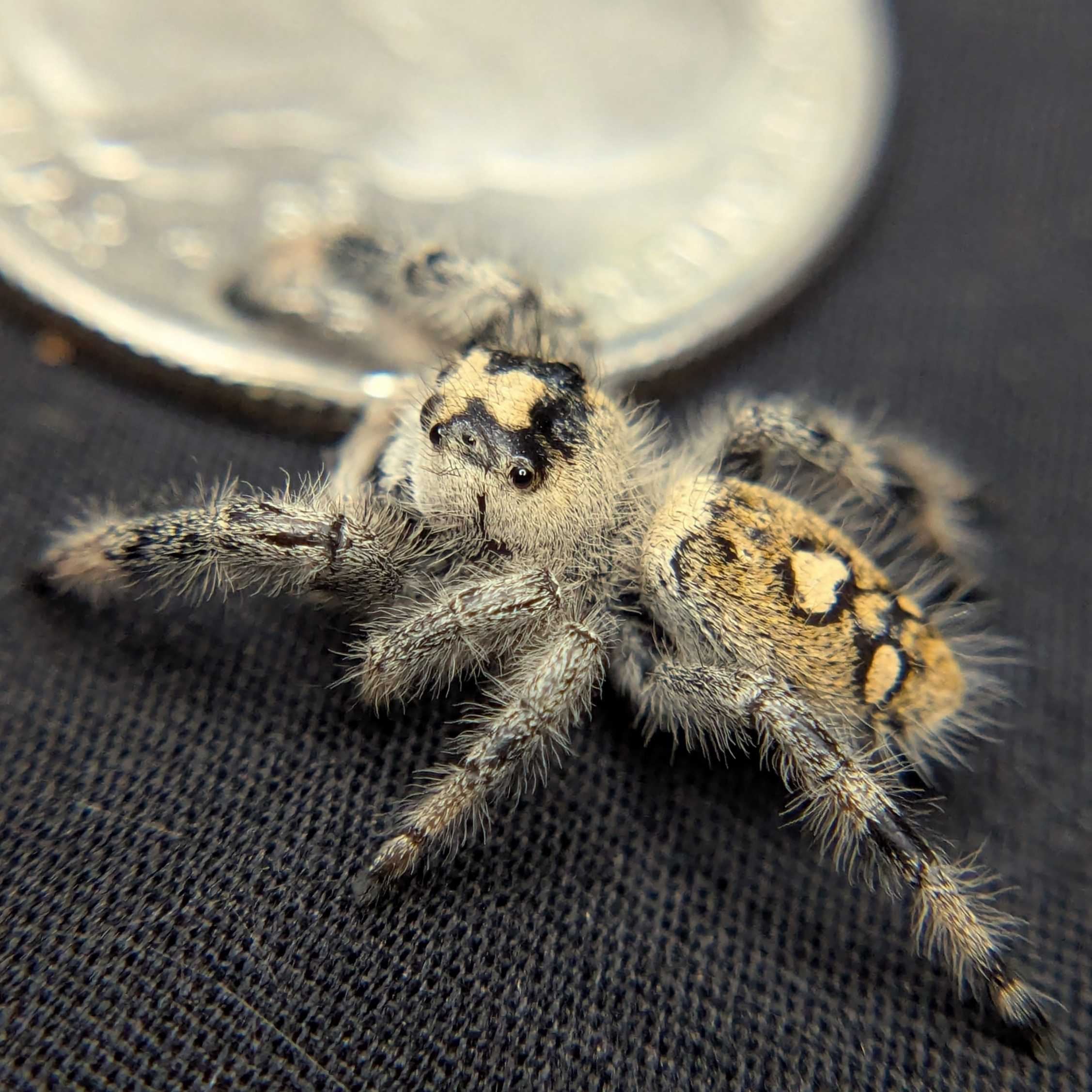 Regal Jumping Spider "Almond"