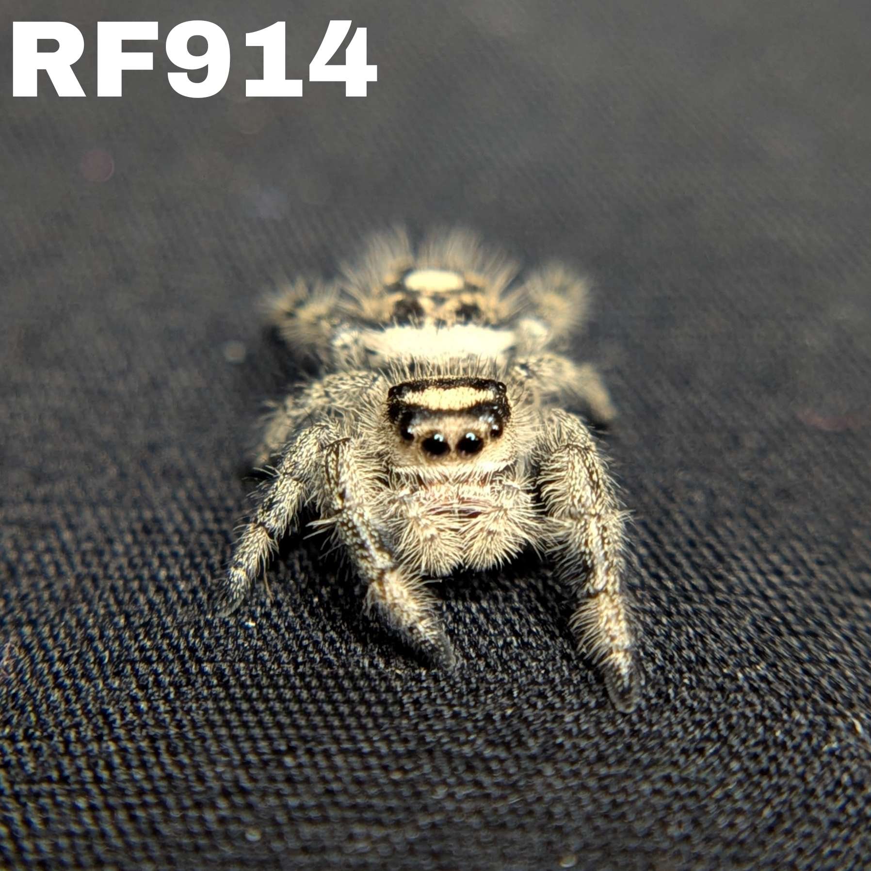 Regal Jumping Spider "Champagne"