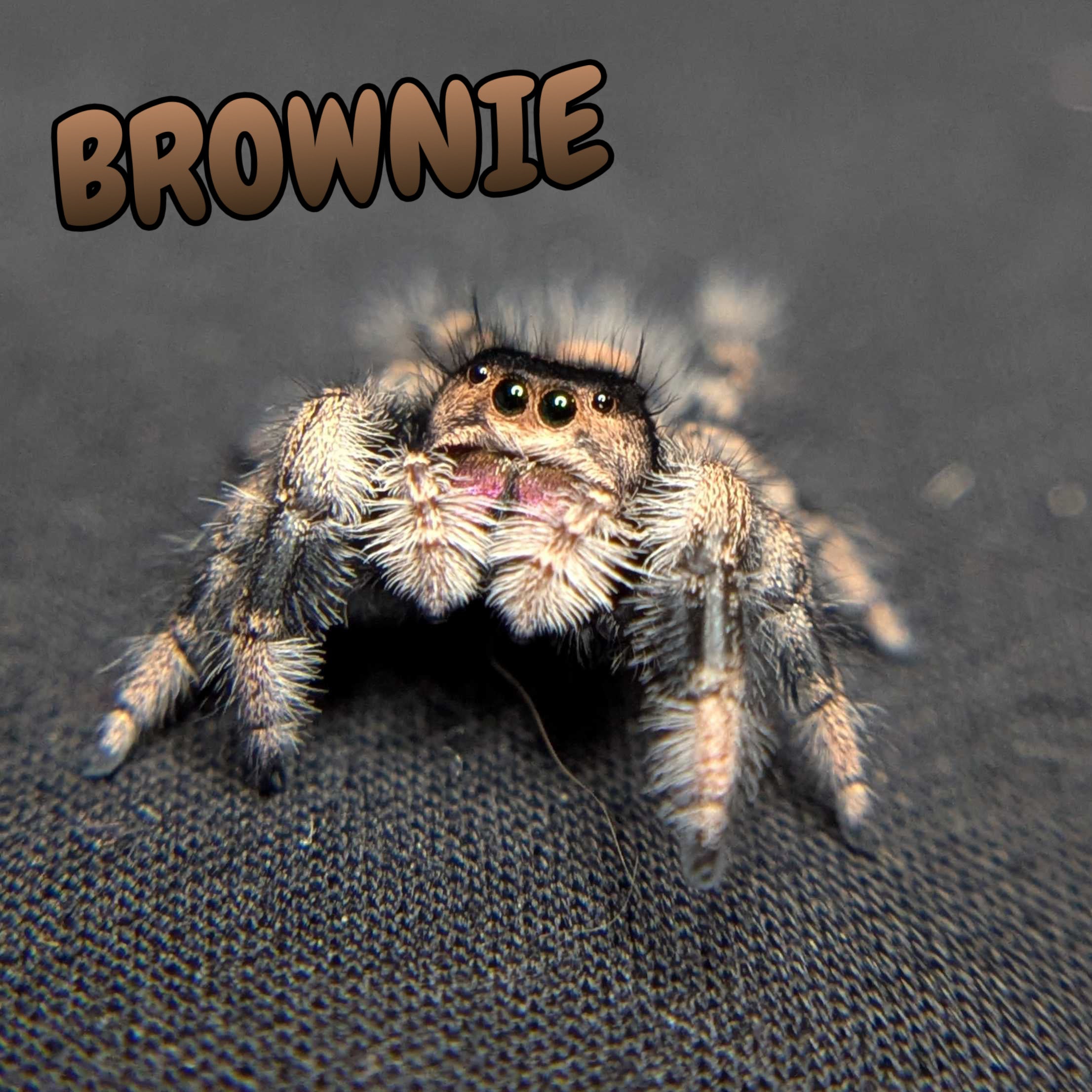 Regal Jumping Spider "Brownie"