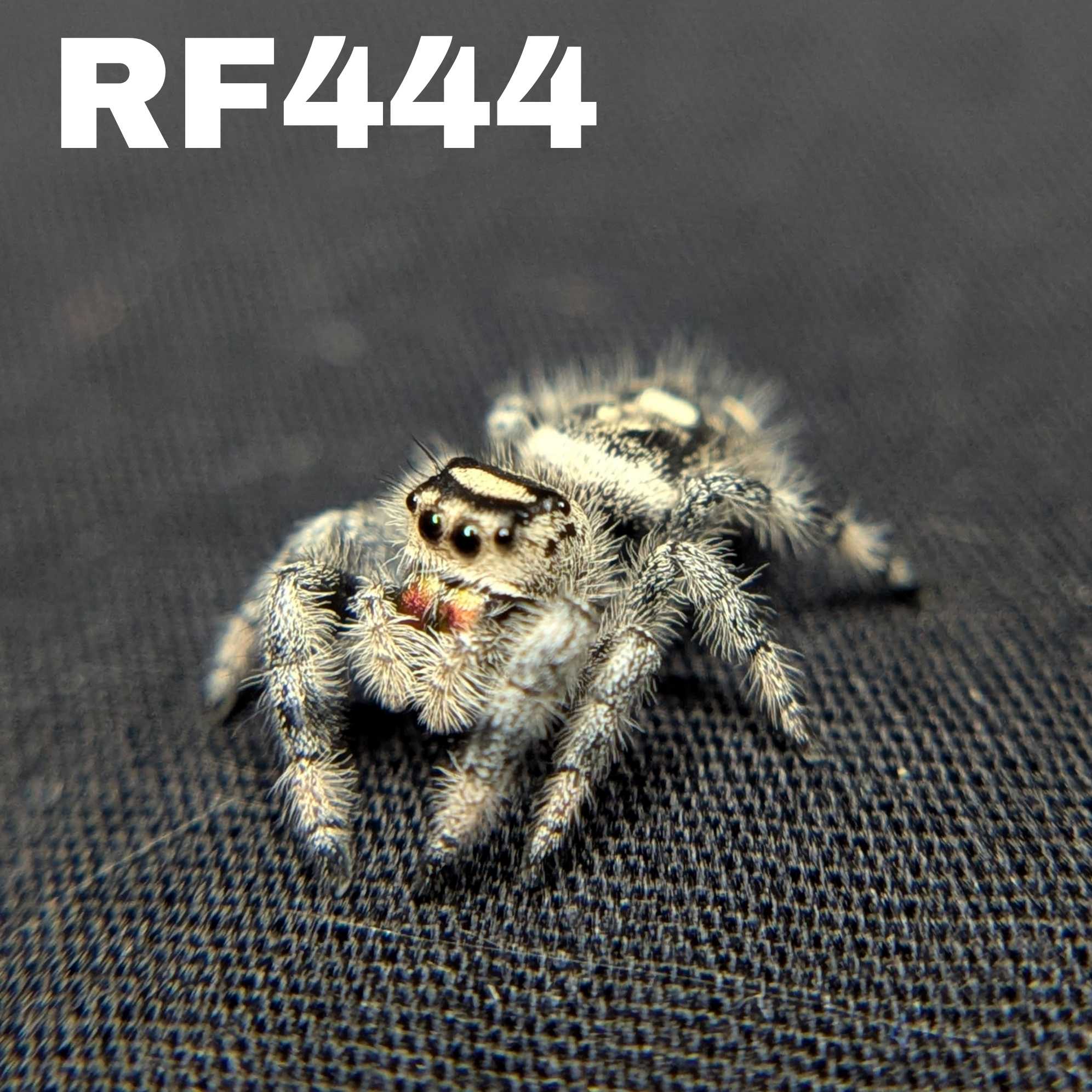 Regal Jumping Spider "Burberry"