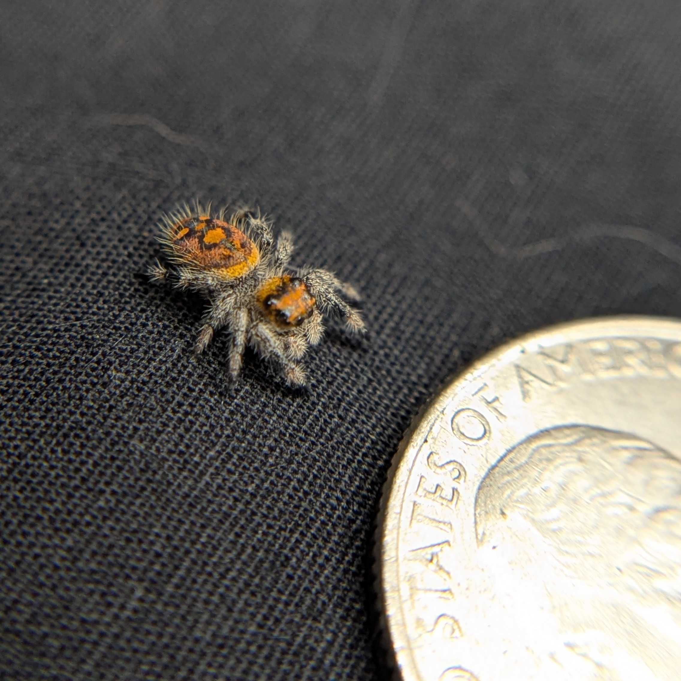 Regal Jumping Spider “Riot”