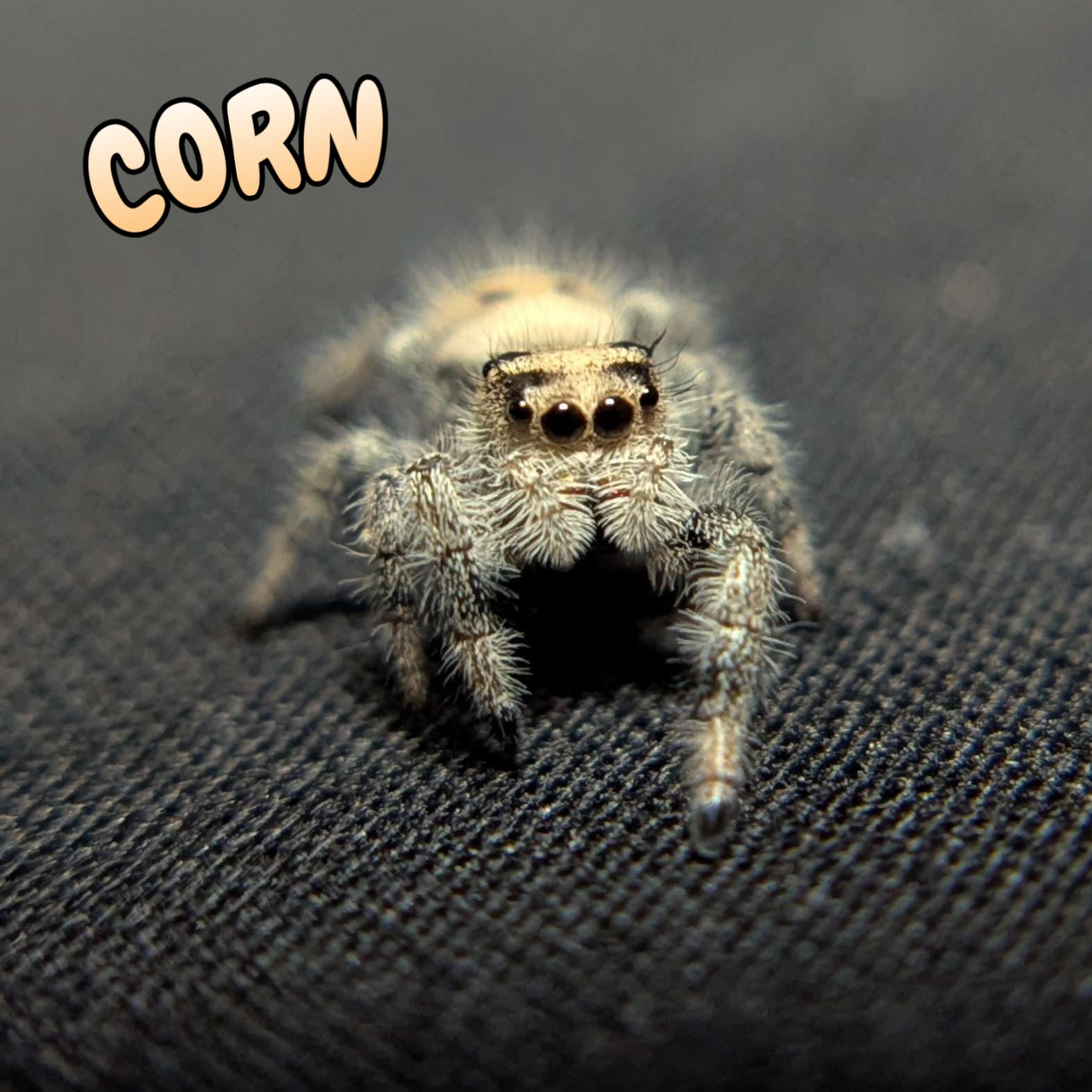 Regal Jumping Spider "Corn"